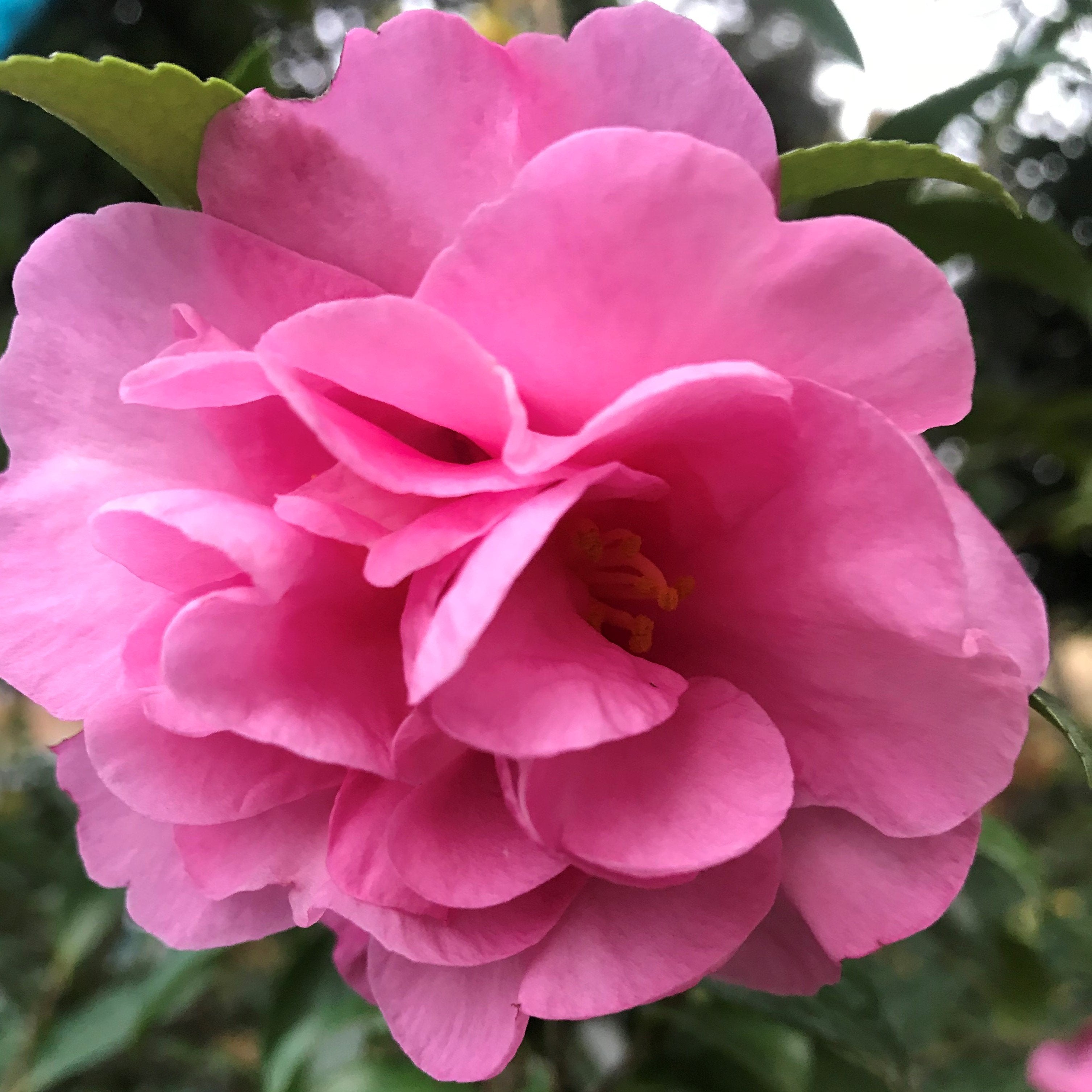 Hurra! Jetzt beginnt die Kamelien-Saison - Mein-Kameliengarten.de