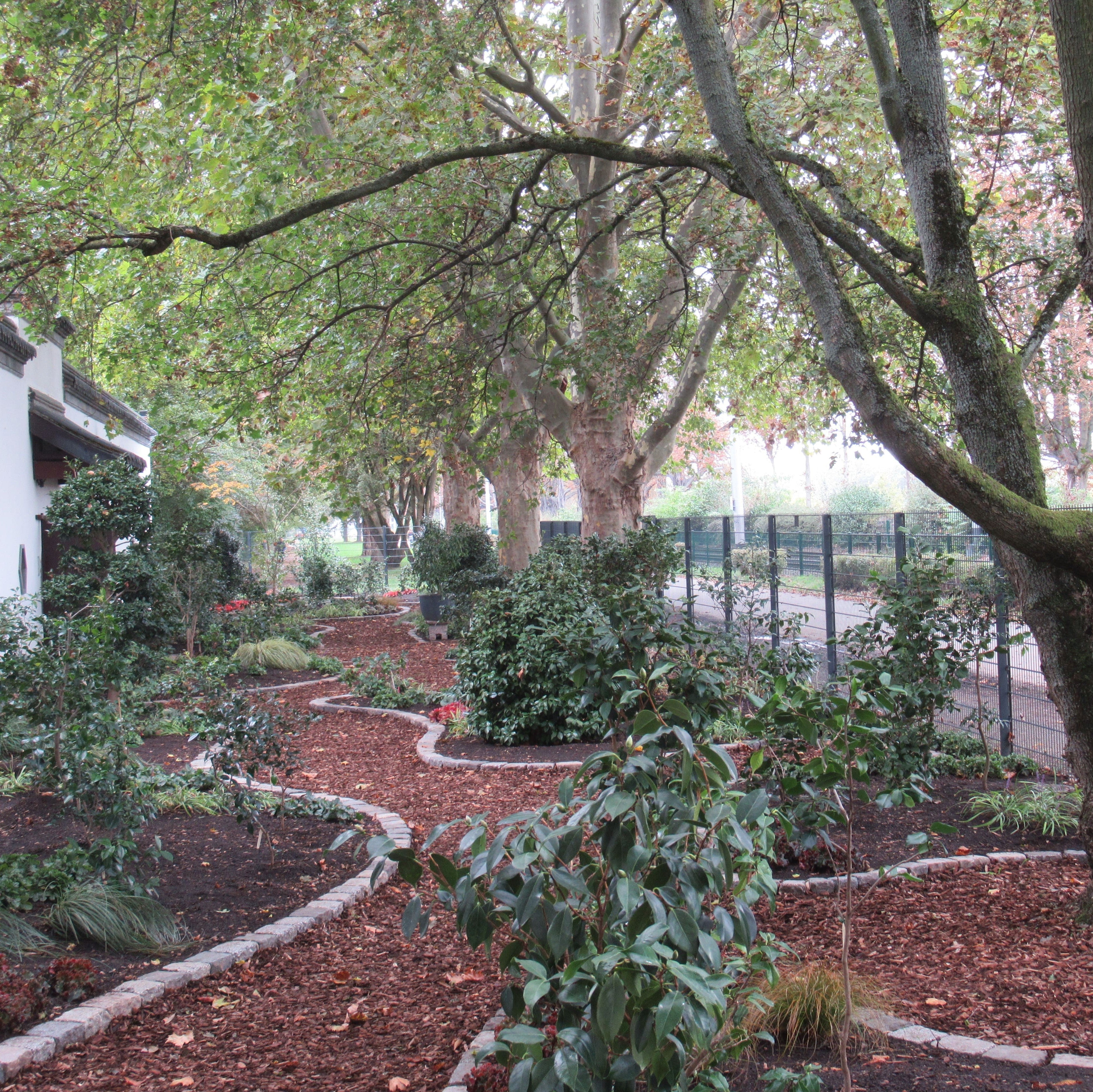 Kamelien - Blütenpracht