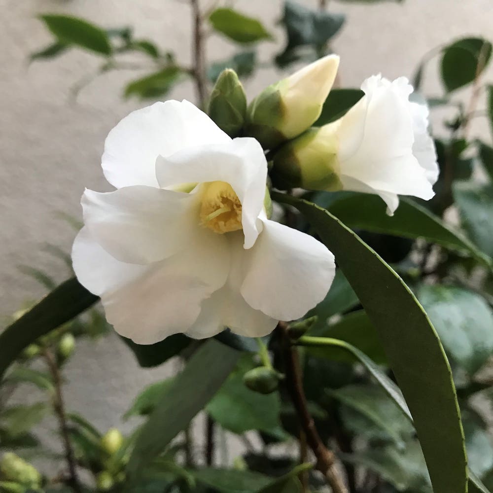 Mein-Kameliengarten zu Gast bei der Grünen Börse im Frankfurter Palmengarten - Mein-Kameliengarten.de