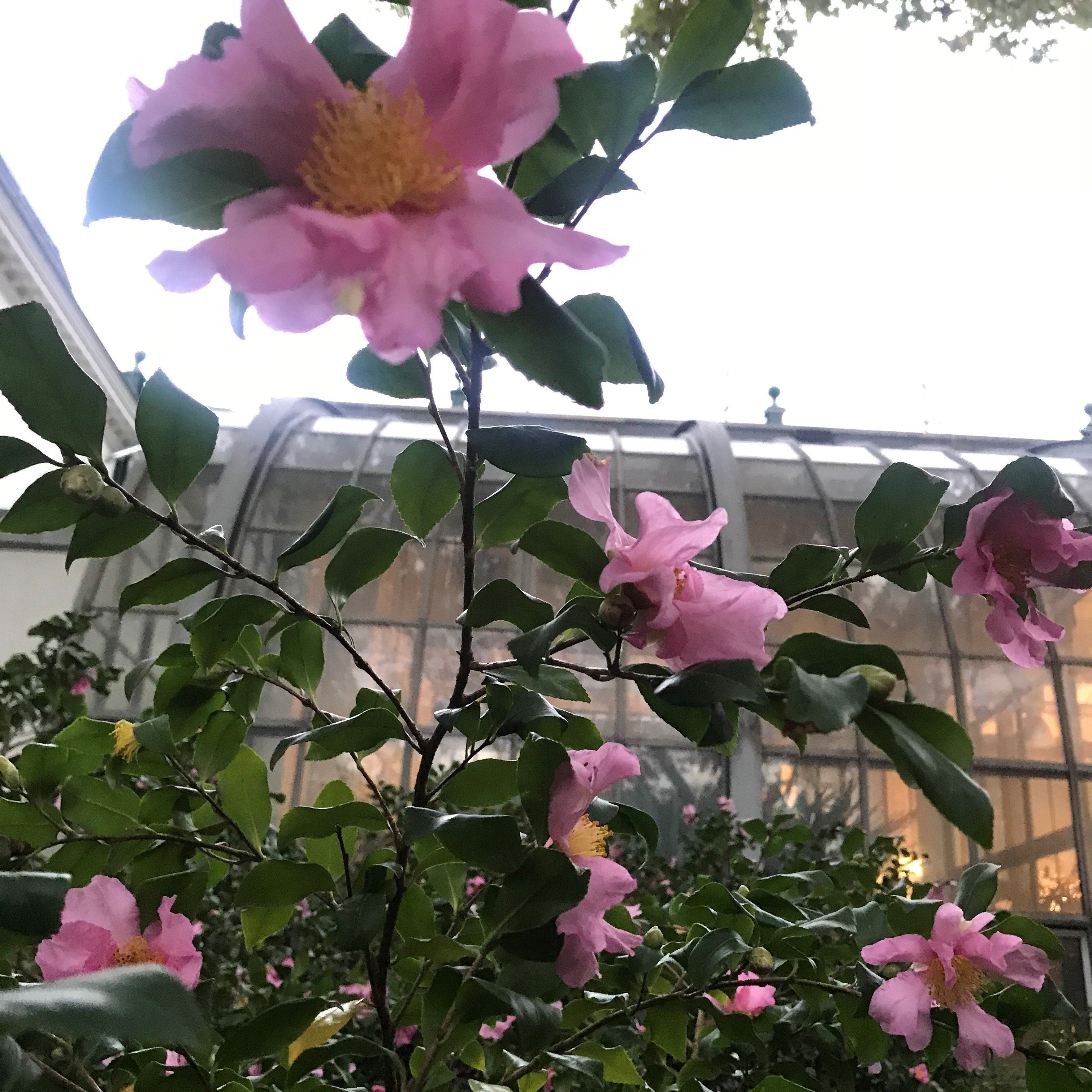 Novemberblues? Nicht mit Kamelien! - Mein-Kameliengarten.de