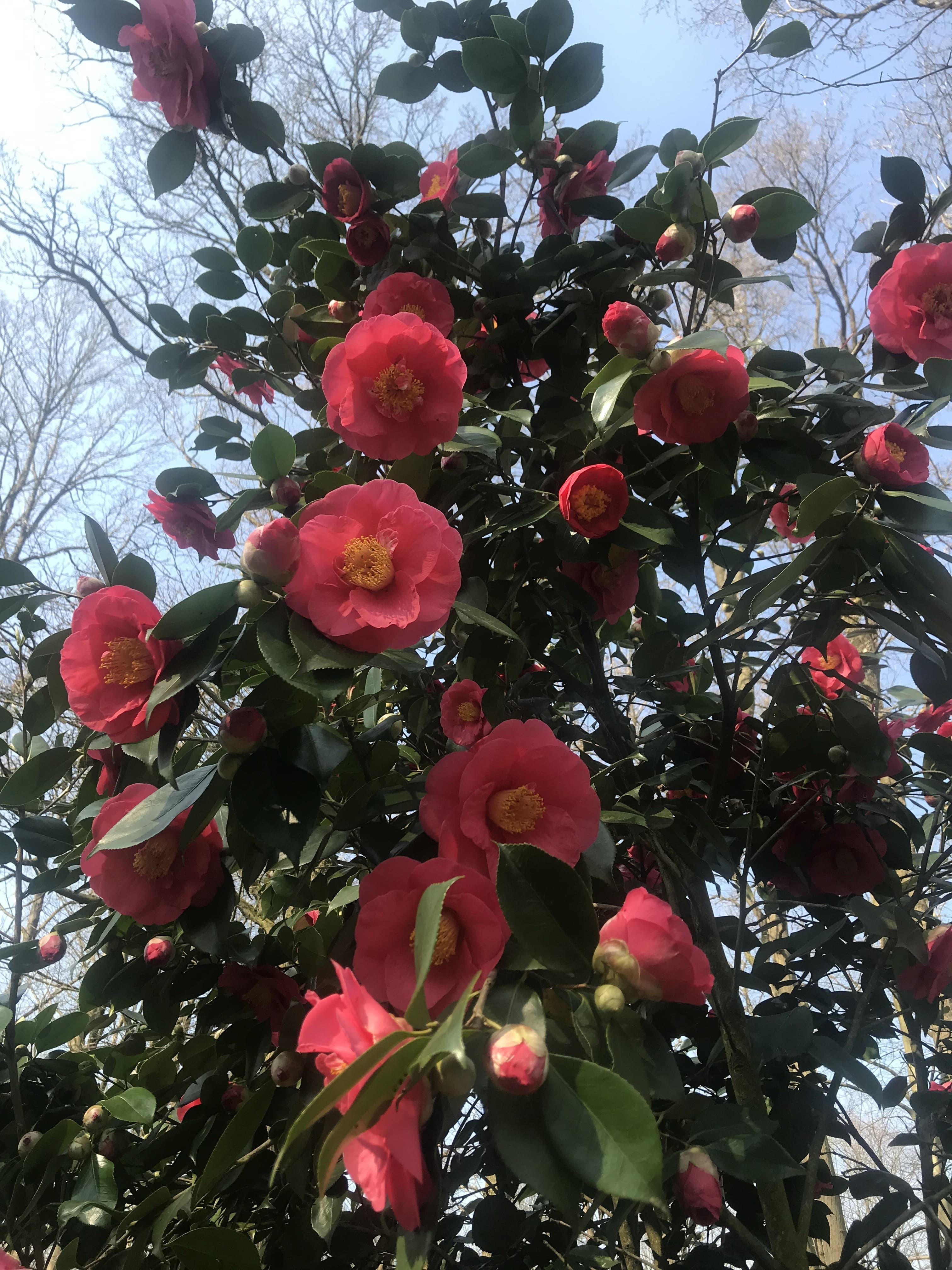 Kamelienführungen im Luisenpark Mannheim