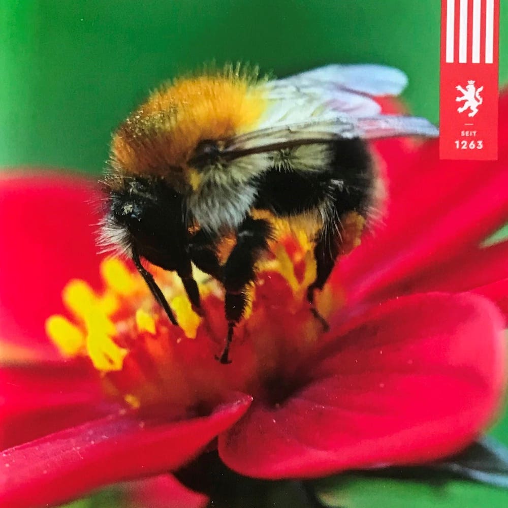 Wo Hummeln sich mit Kamelien tummeln - Mein-Kameliengarten.de