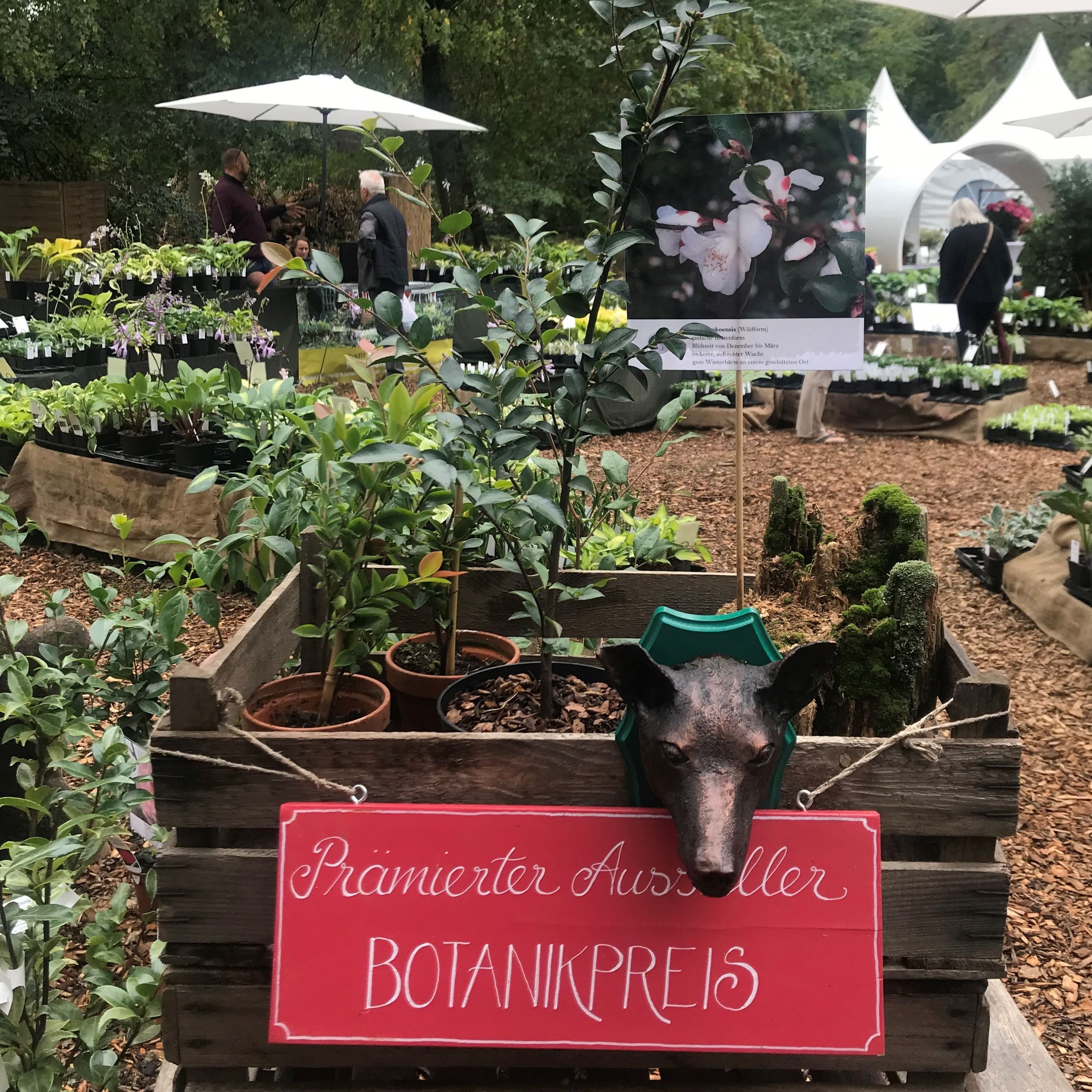 Kamelien zum Anfassen