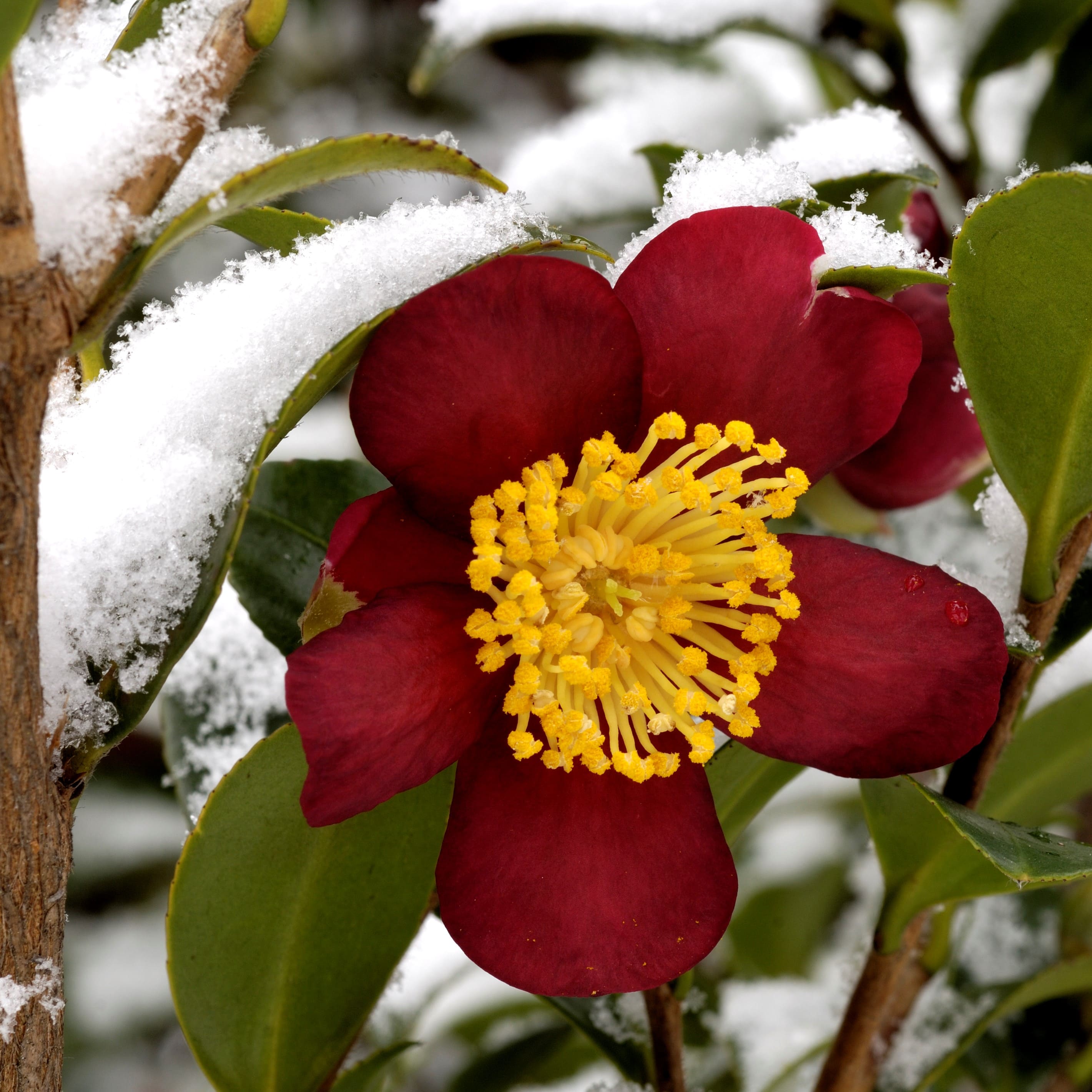 Weihnachts-Kamelien-Schau am 11.Dezember 2021 in Bad Homburg