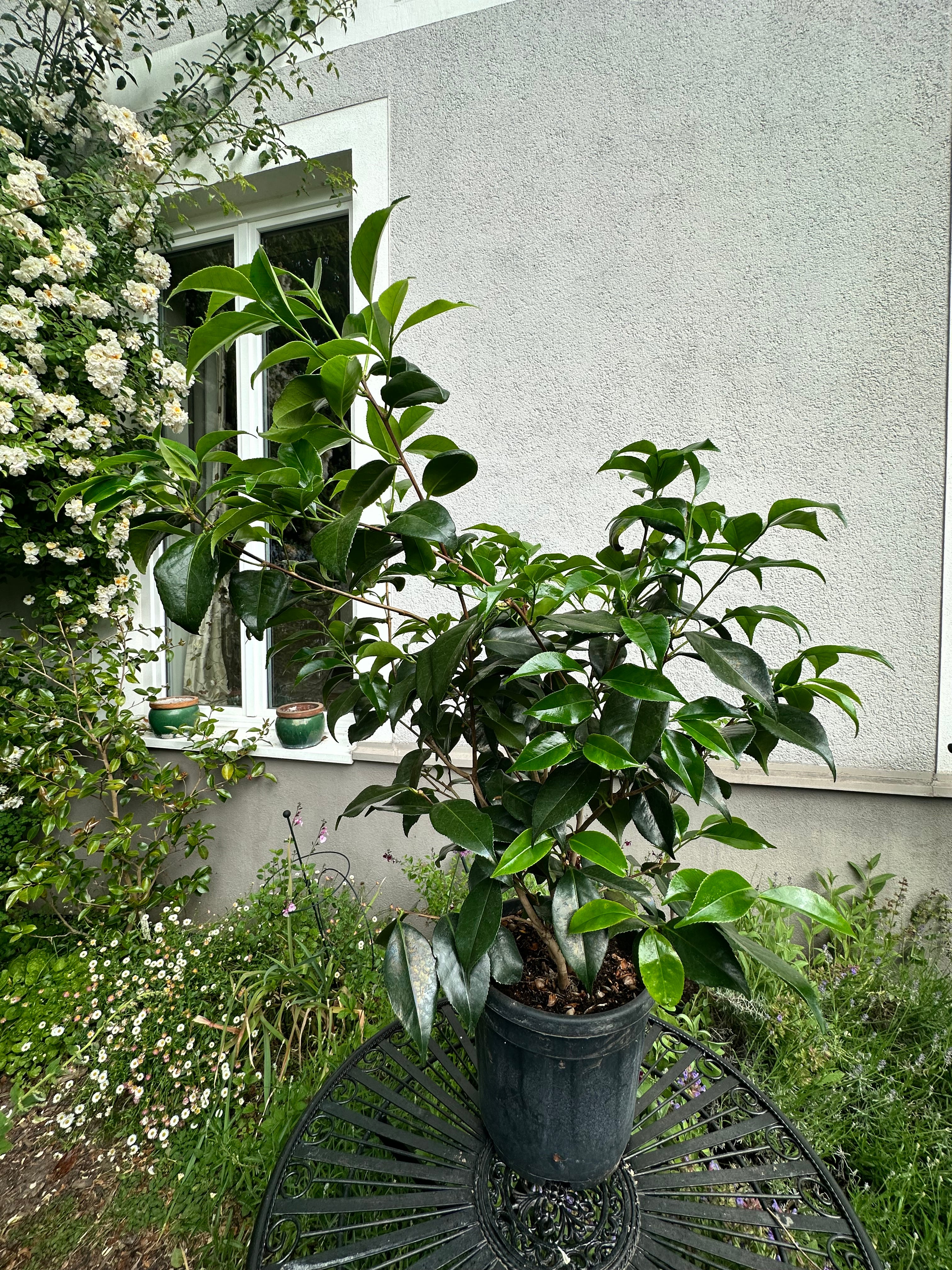 Camellia Tricolor