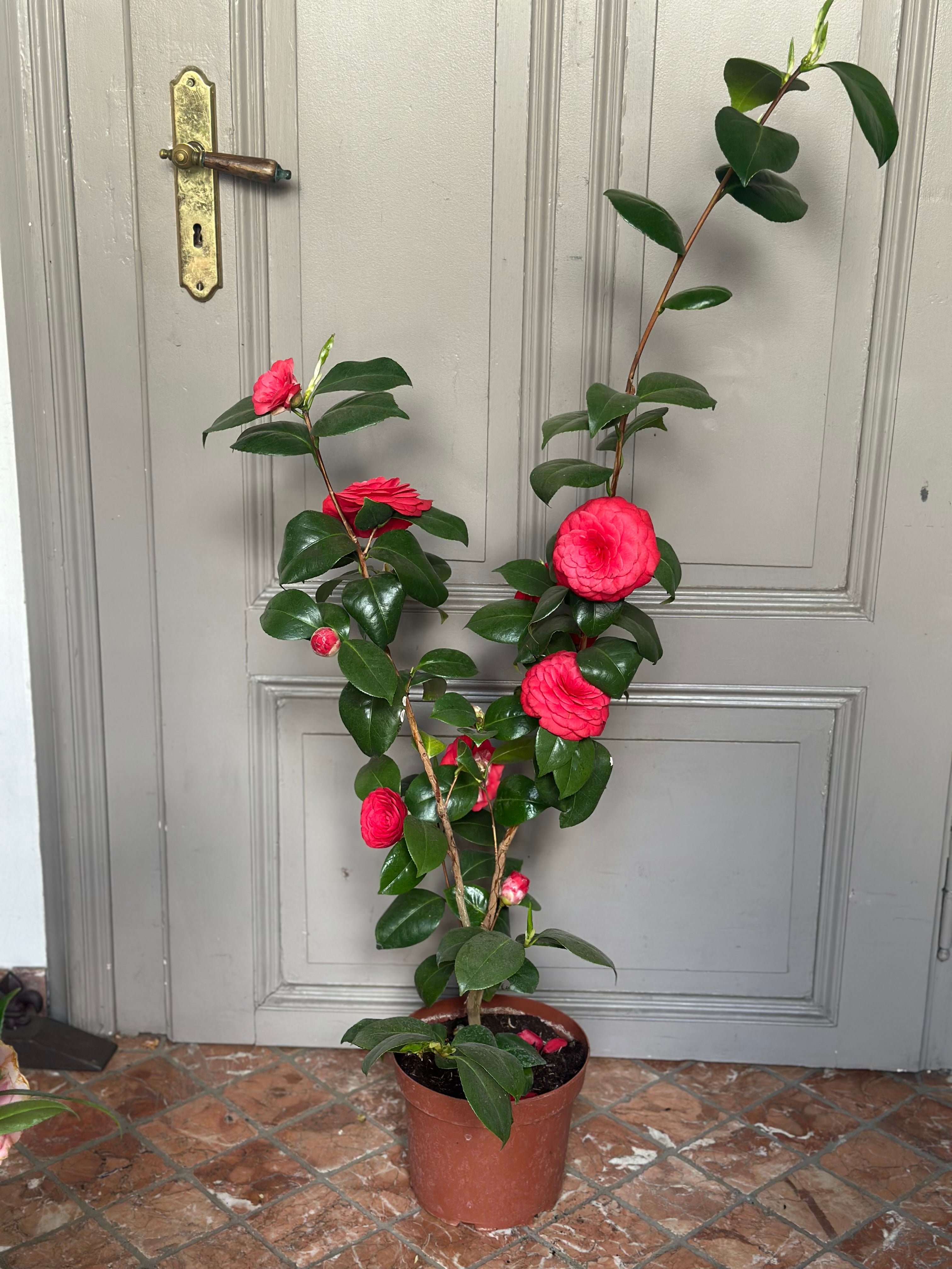 Camellia Francofurtensis