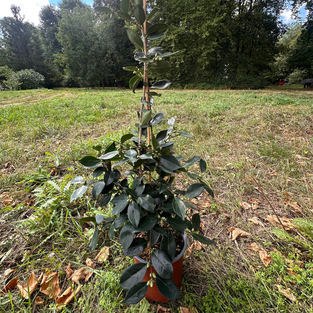 Camellia Shôwa-no-sakae