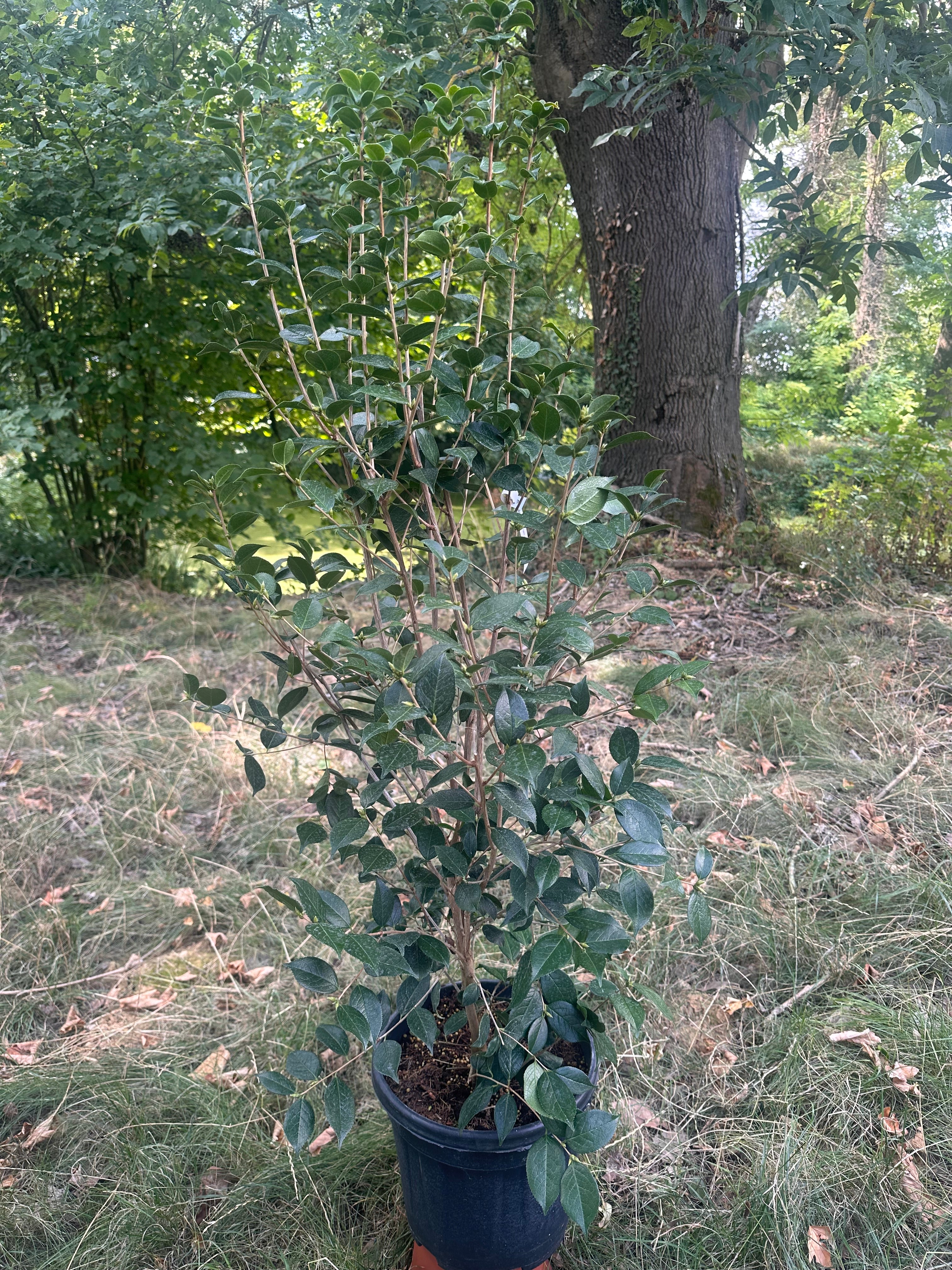 Camellia Grijsii Wildform