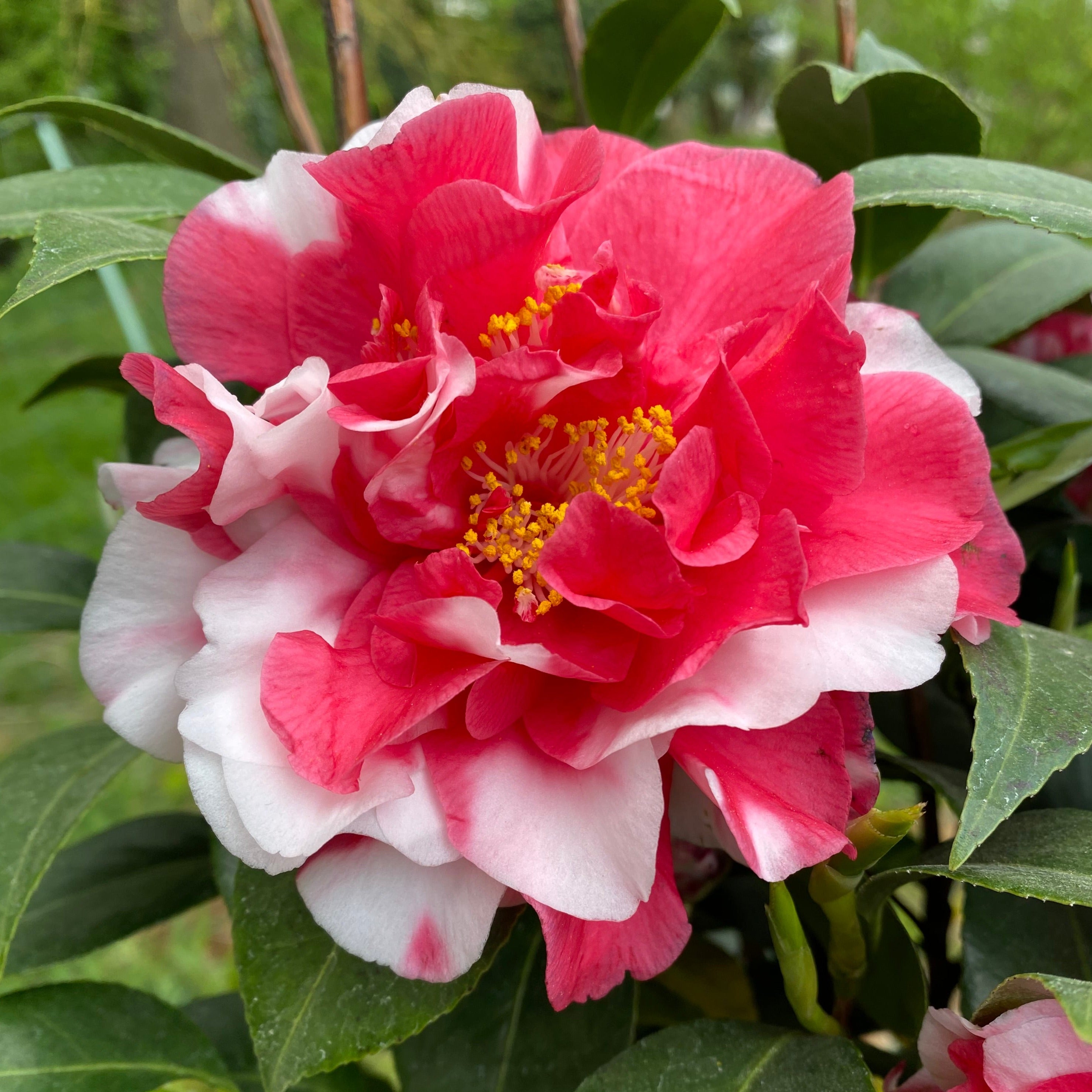 Camellia Dixie Knight Supreme