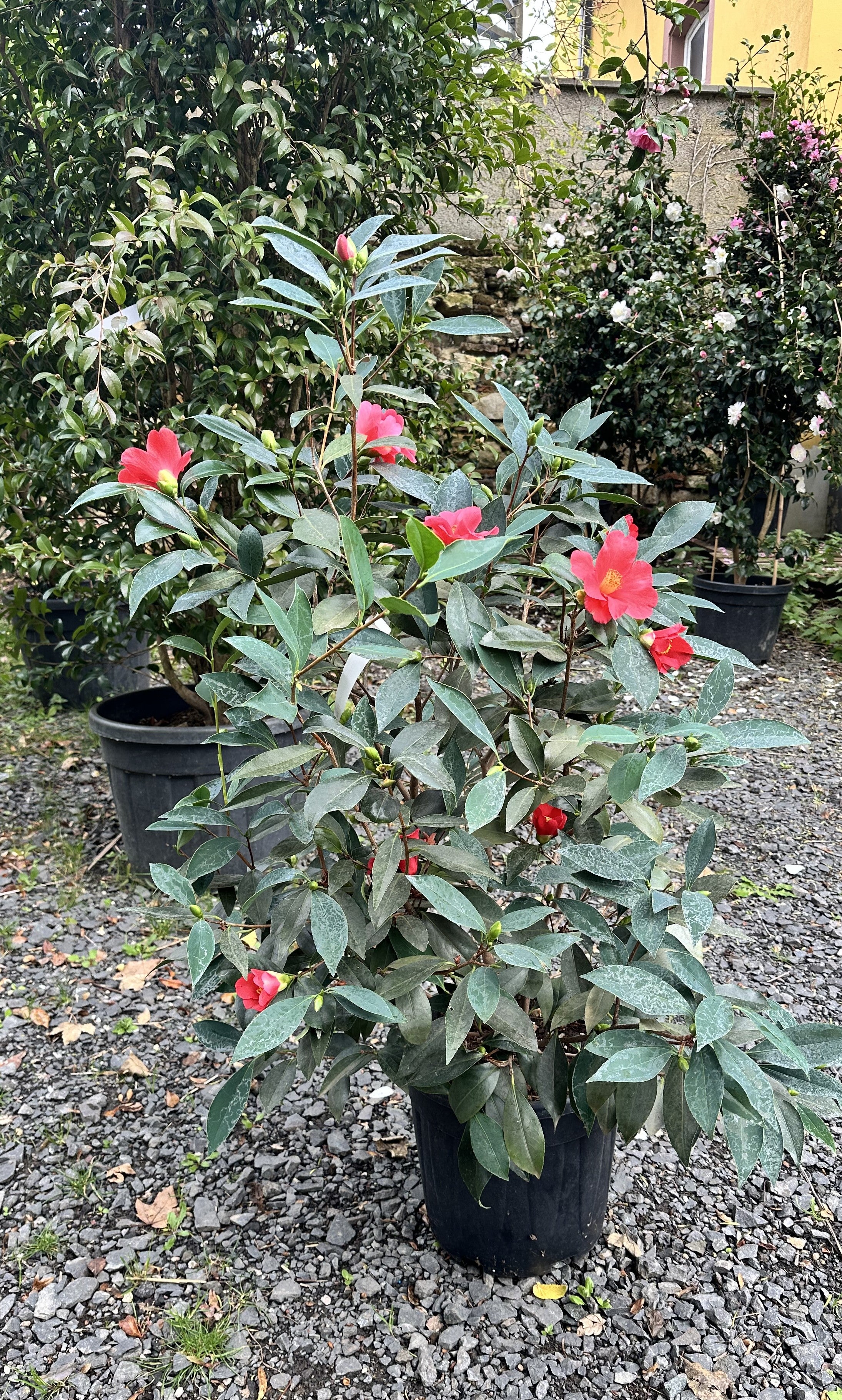 Camellia 1001 Summer Nights Jasmine