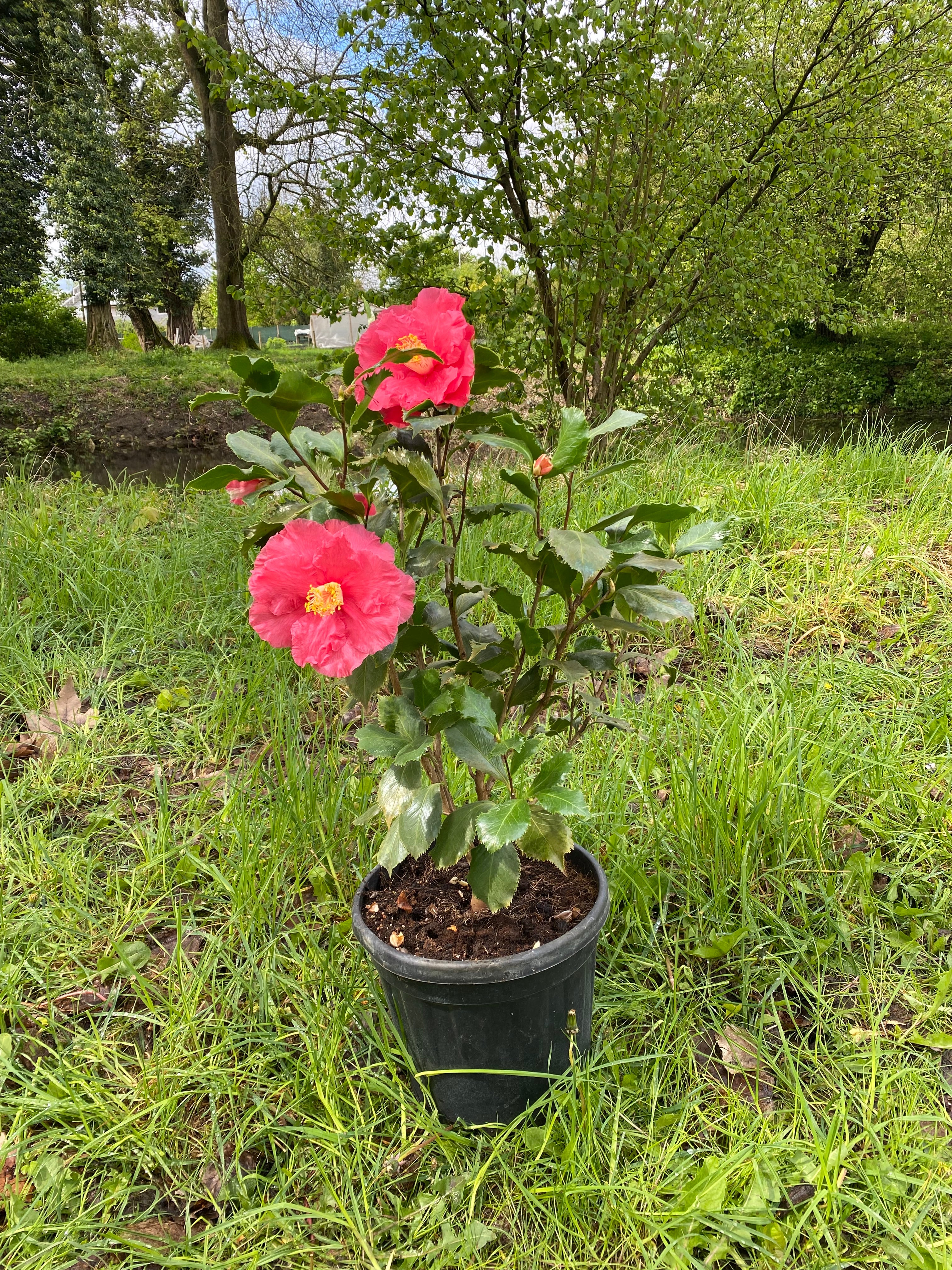 Camellia Holly Bright