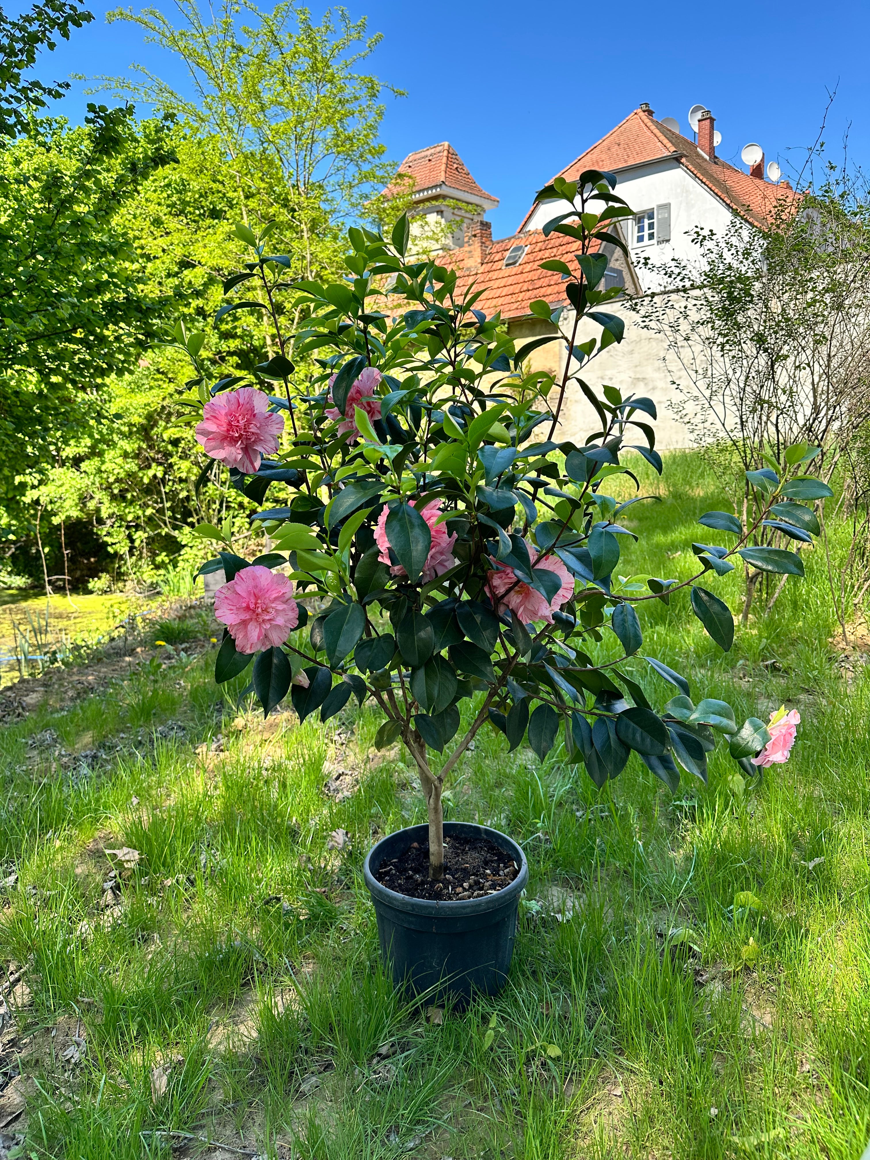 Camellia Kick Off