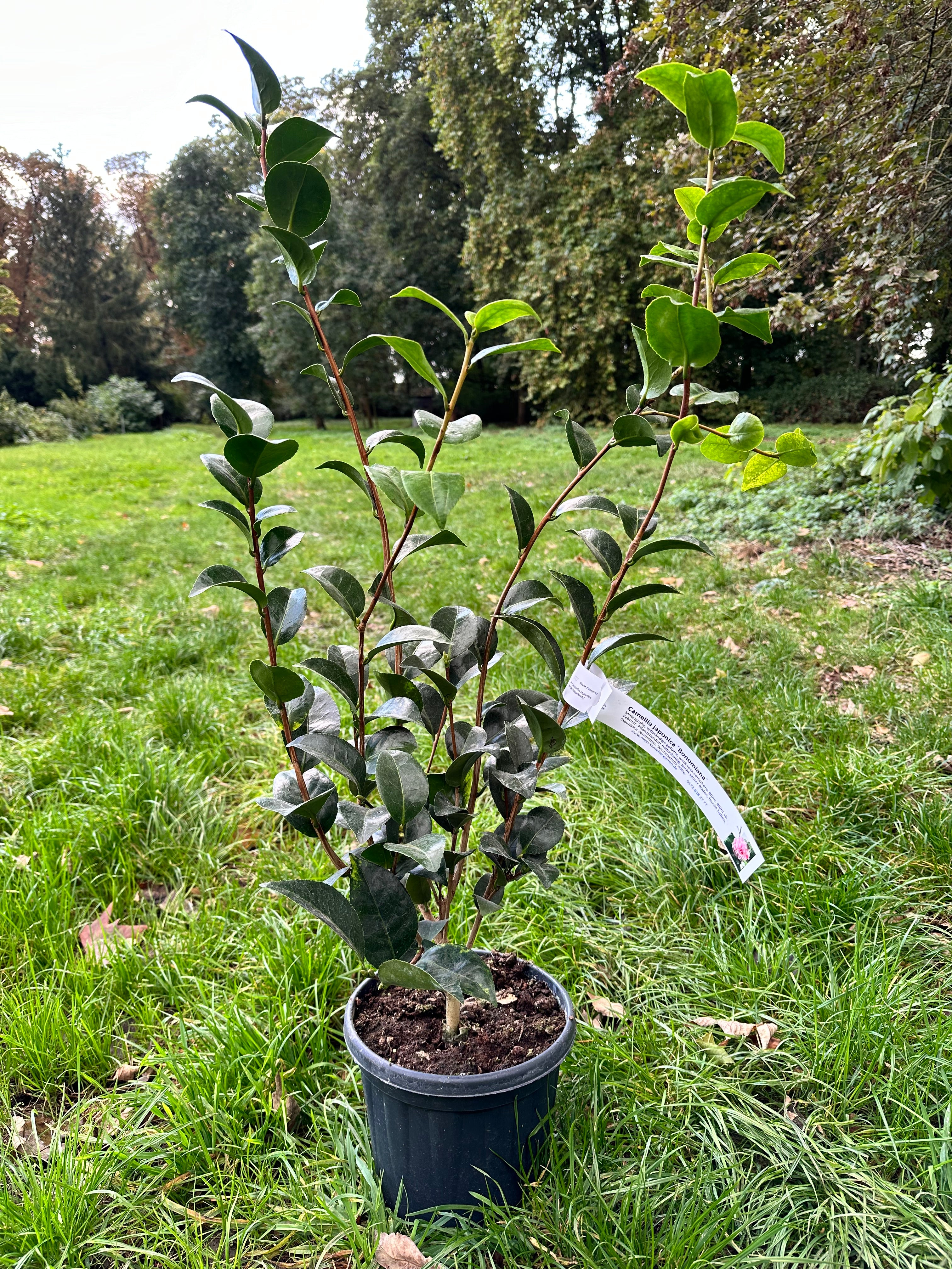 Camellia bonomiana