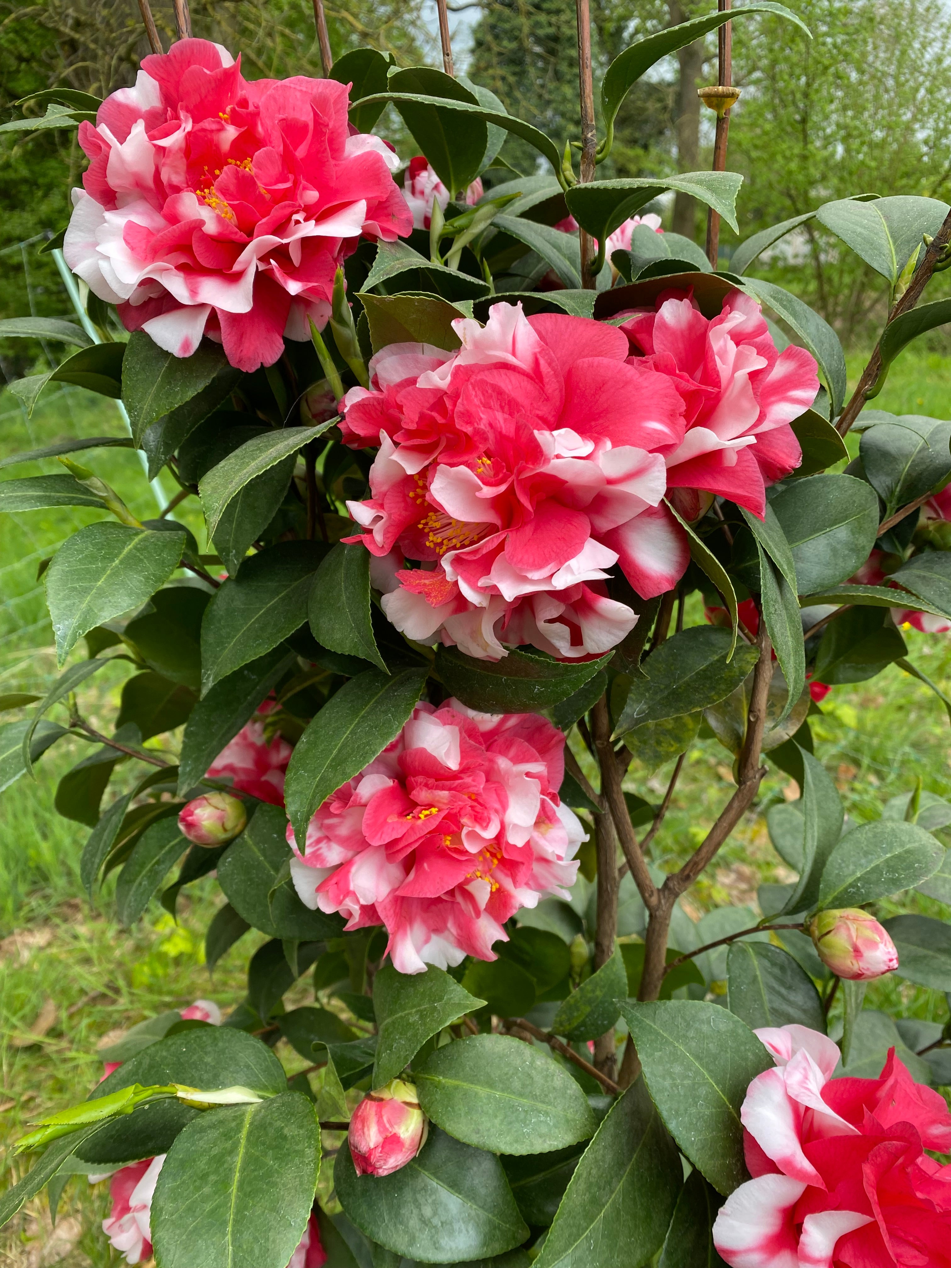 Camellia Dixie Knight Supreme