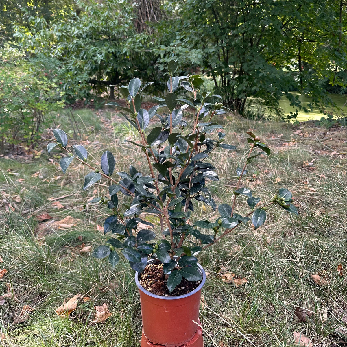Camellia Narumigata
