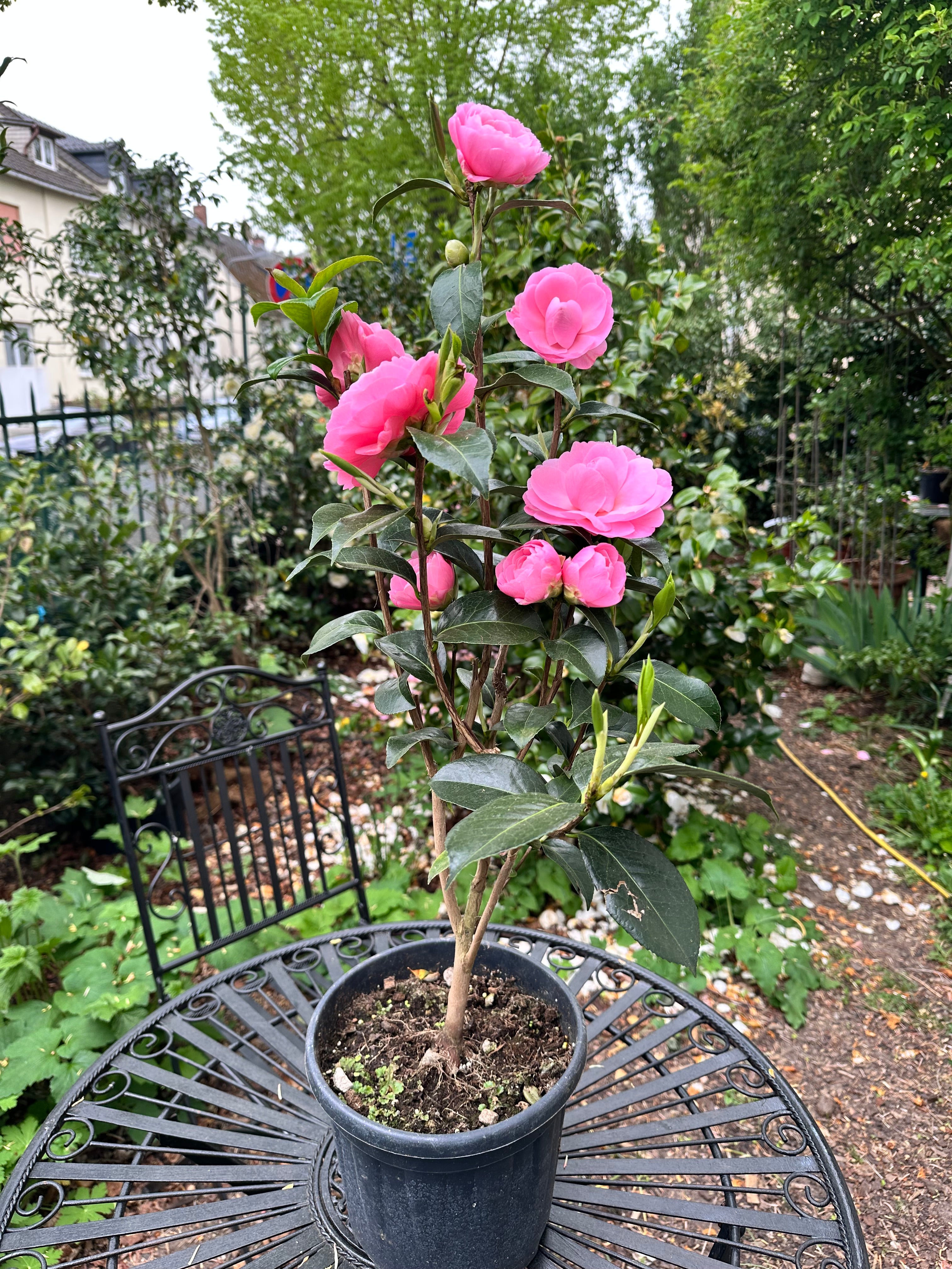 Camellia EC Waterhouse