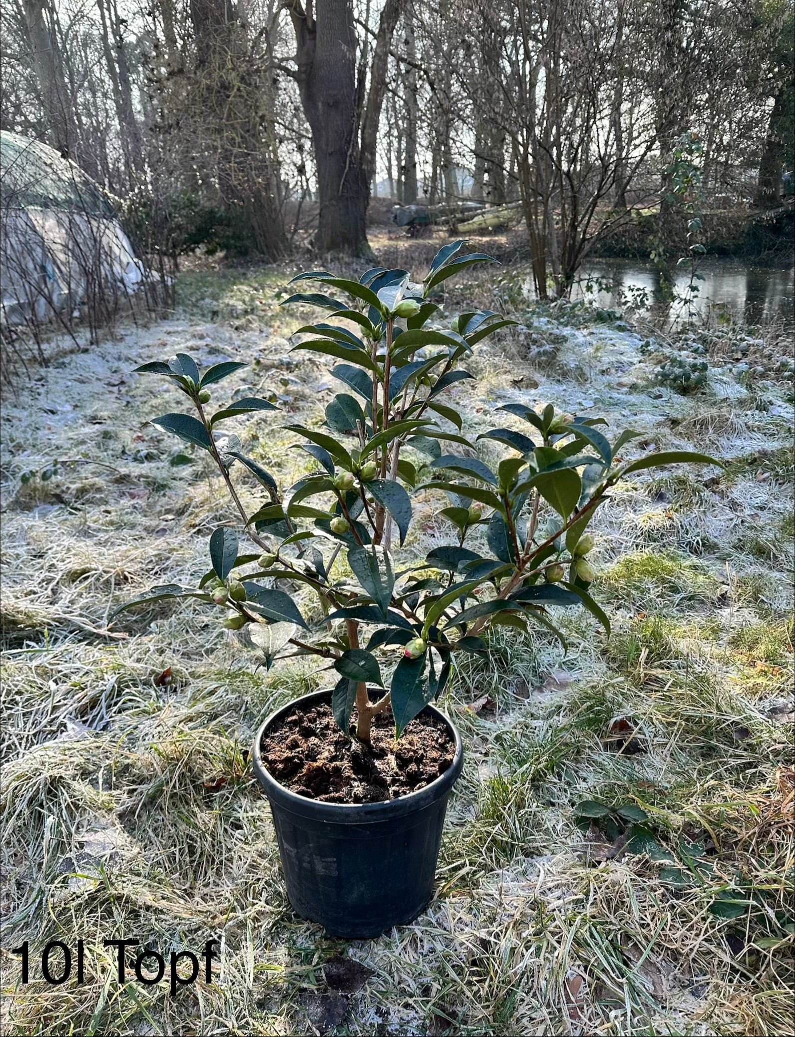 Camellia Valley Knudsen