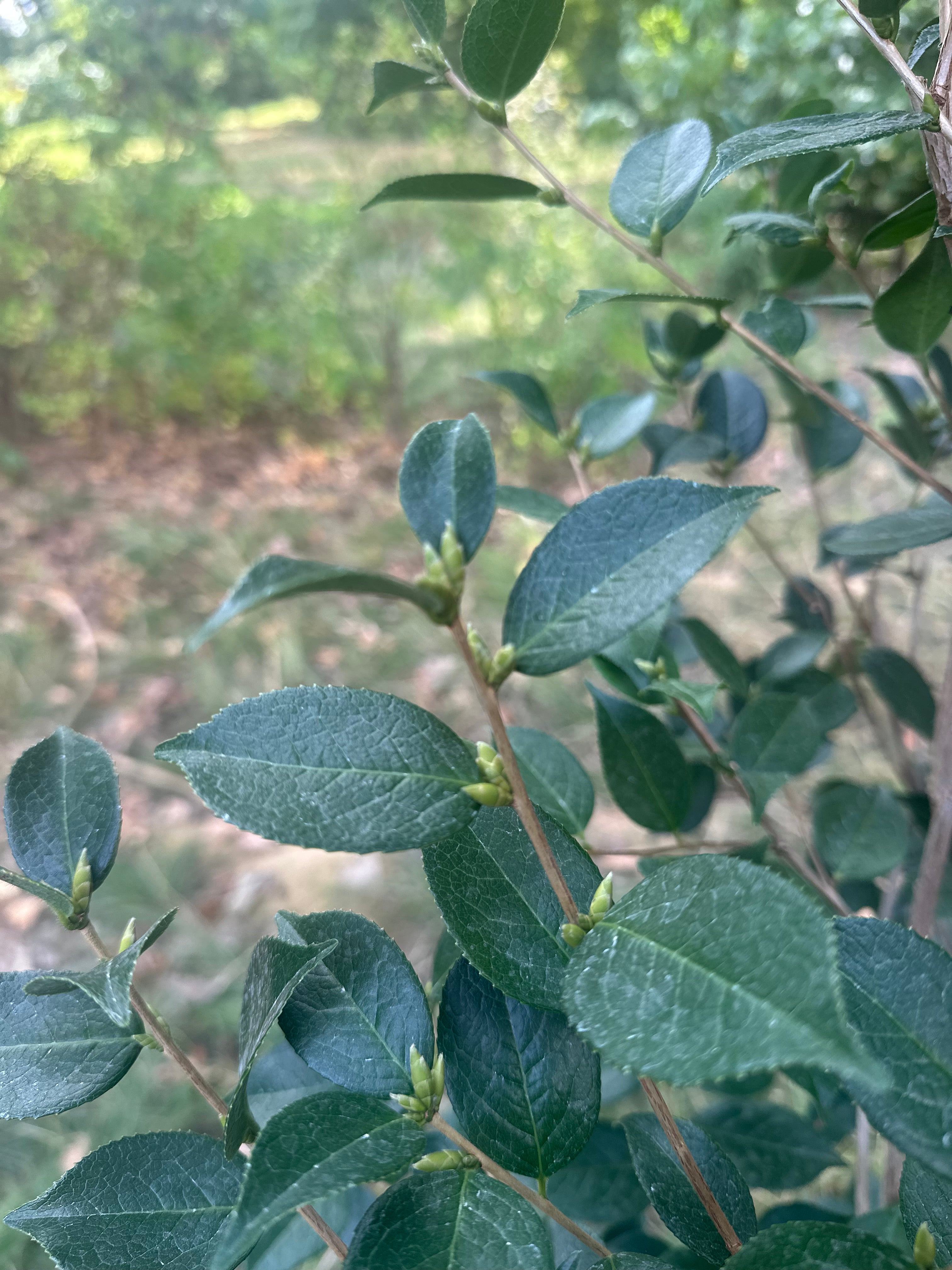 Camellia Grijsii Wildform