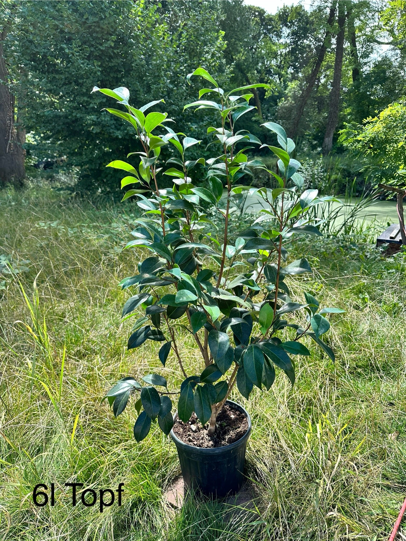 Camellia San Dimas
