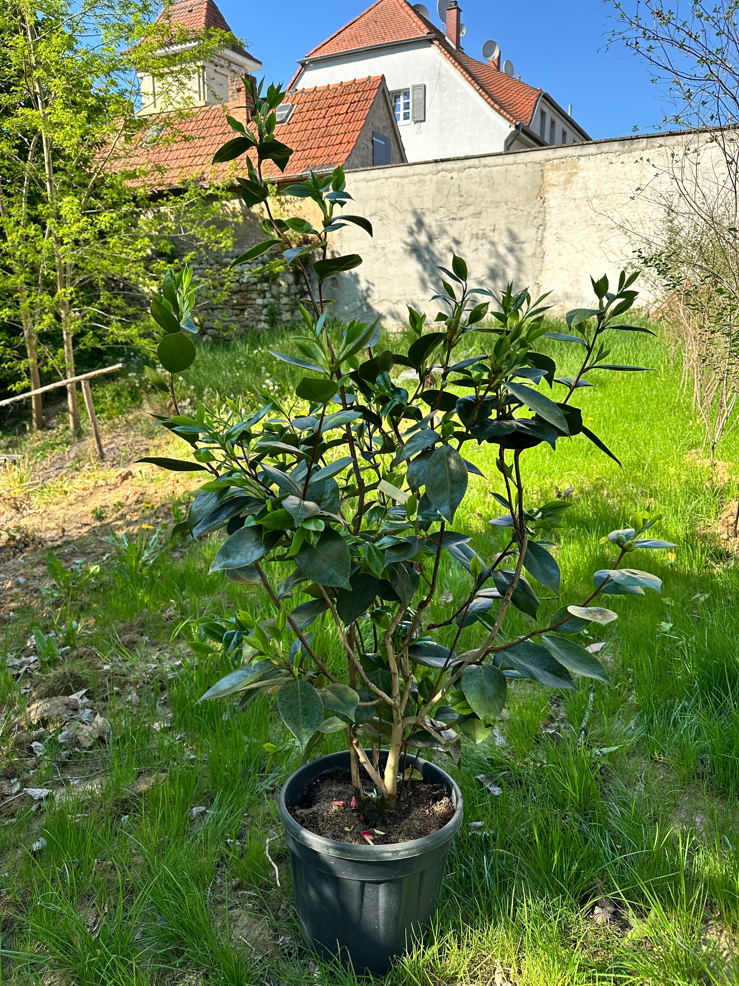 Camellia Ella Ward Parsons
