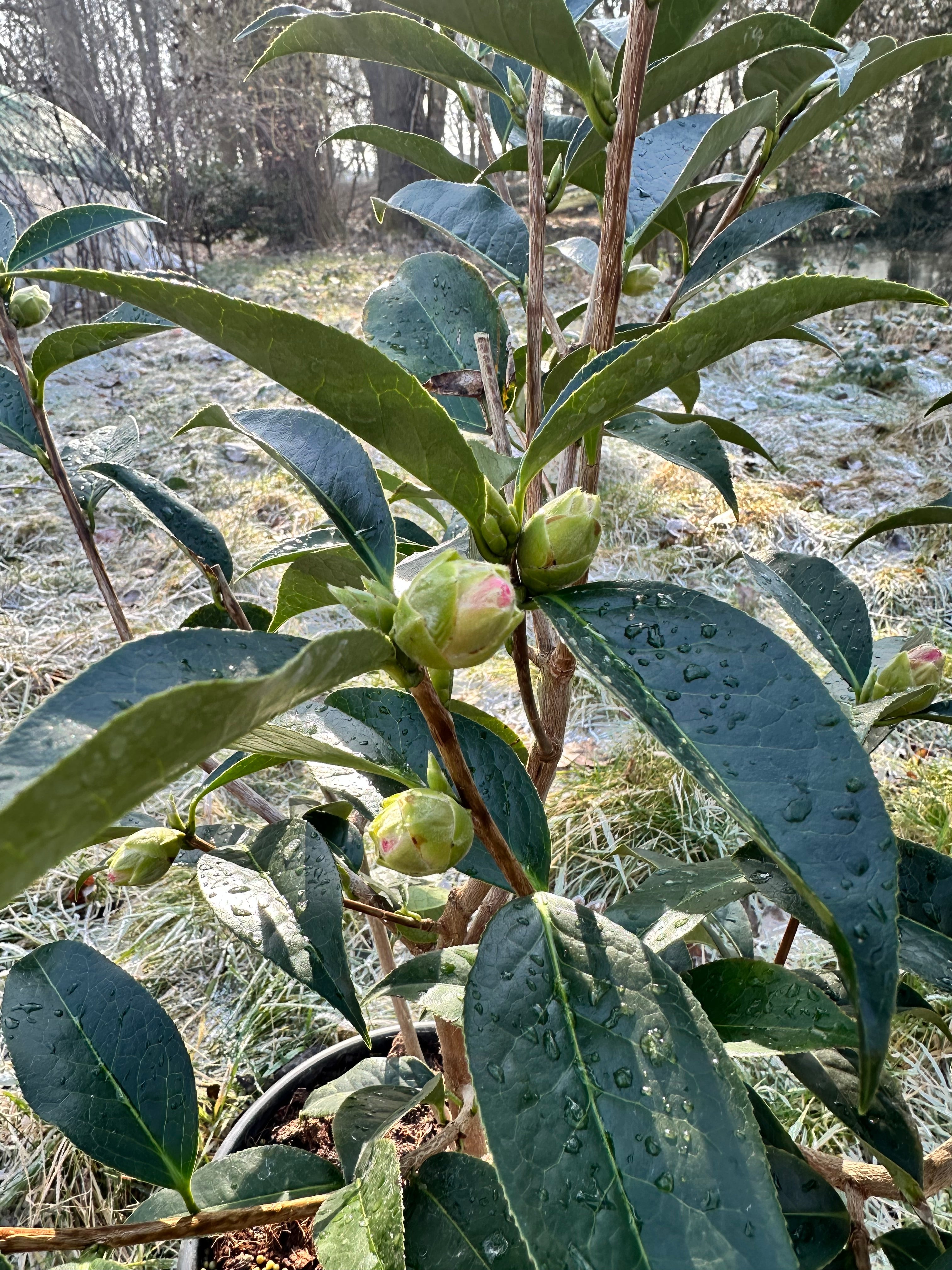 Camellia Valley Knudsen