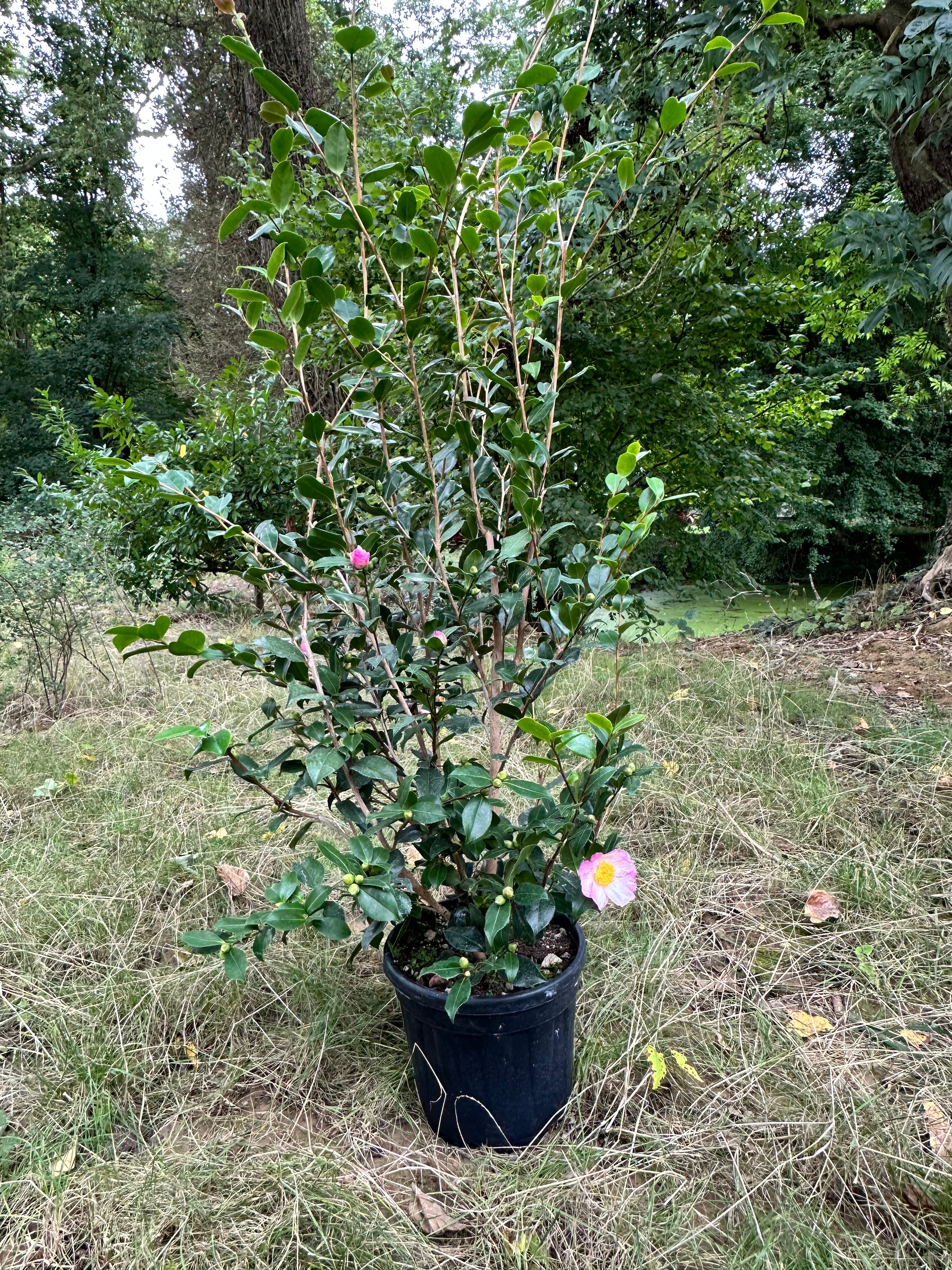 Camellia Narumigata