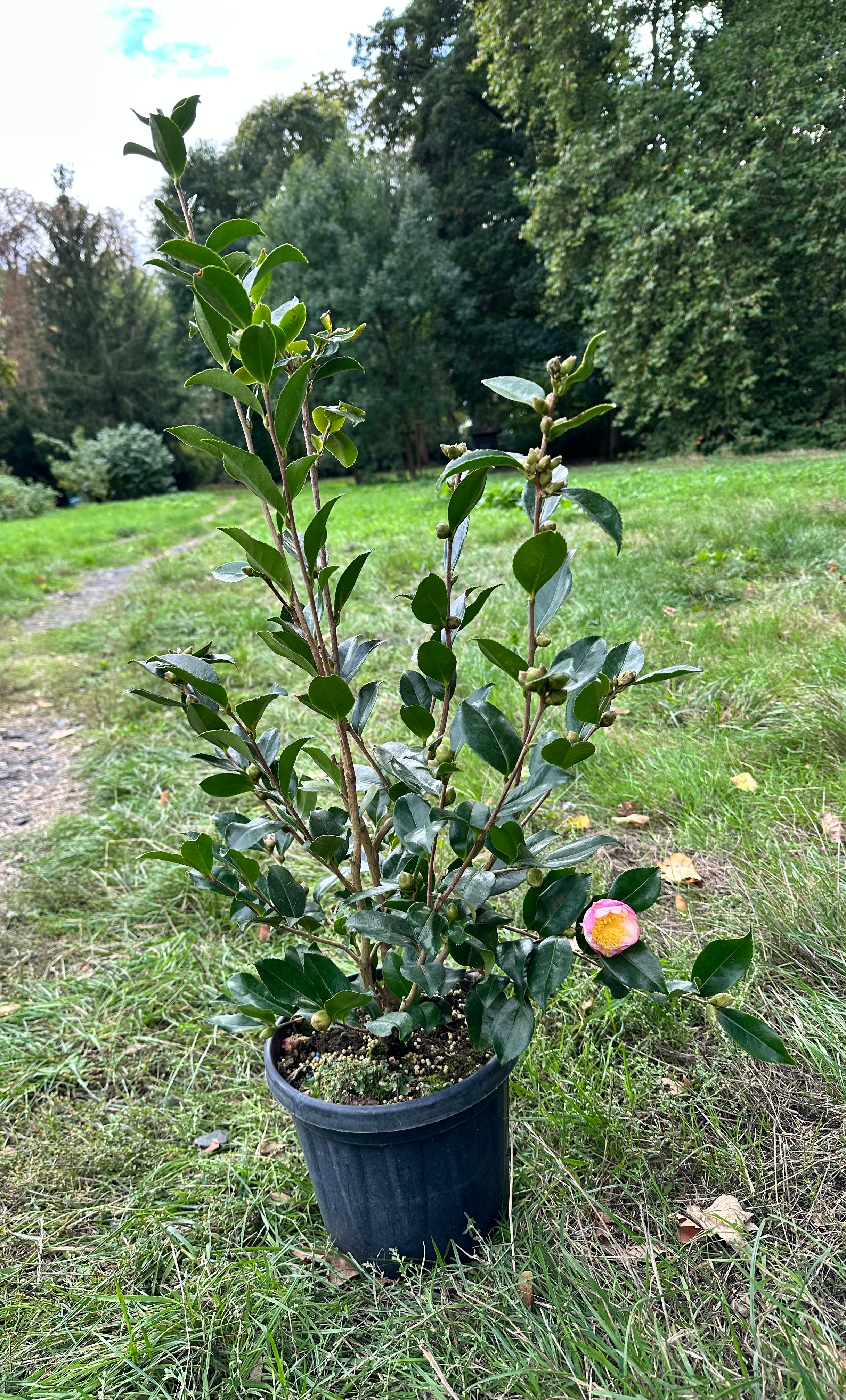 Camellia Narumigata