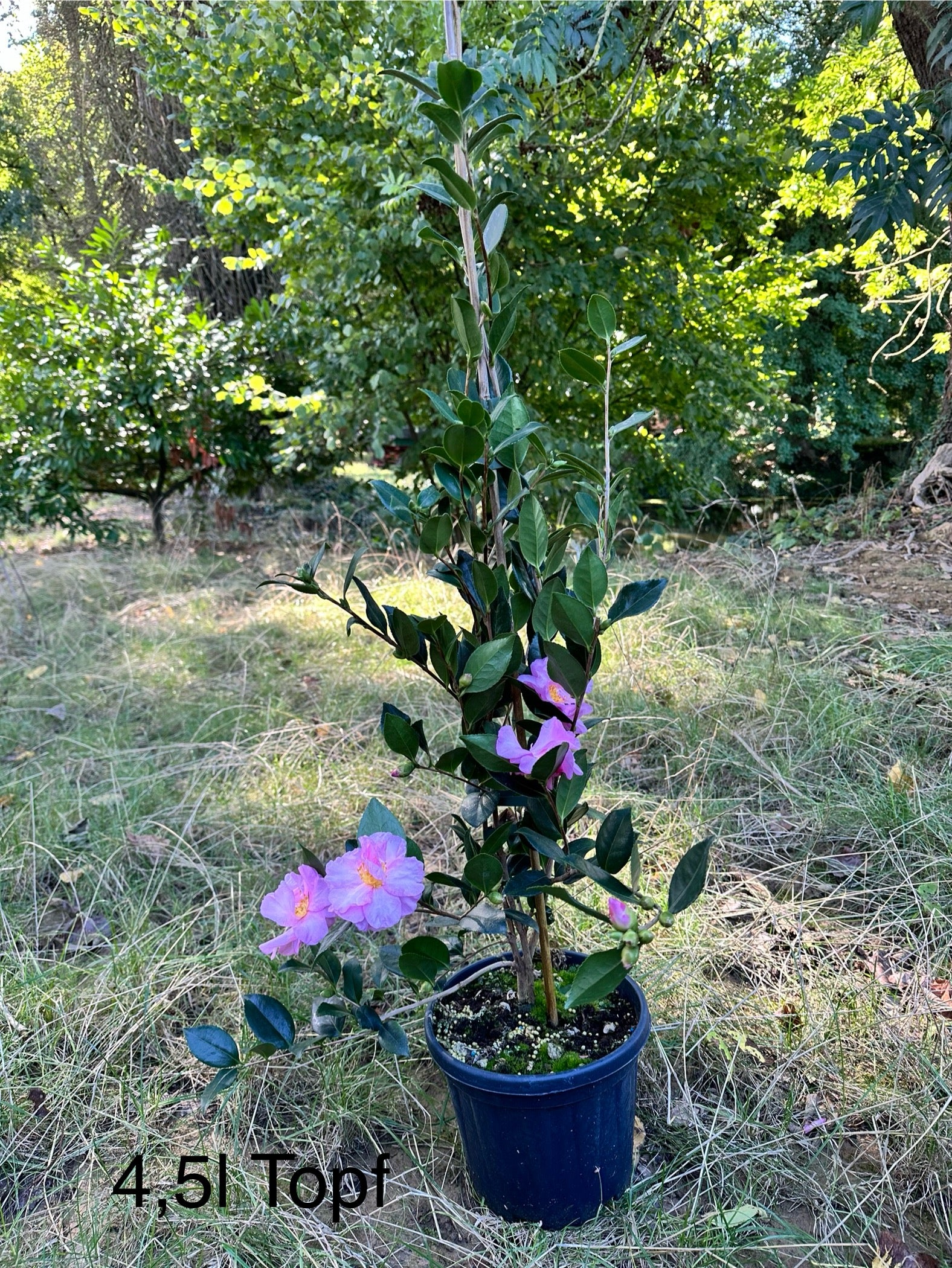Camellia Eleonora Genoni