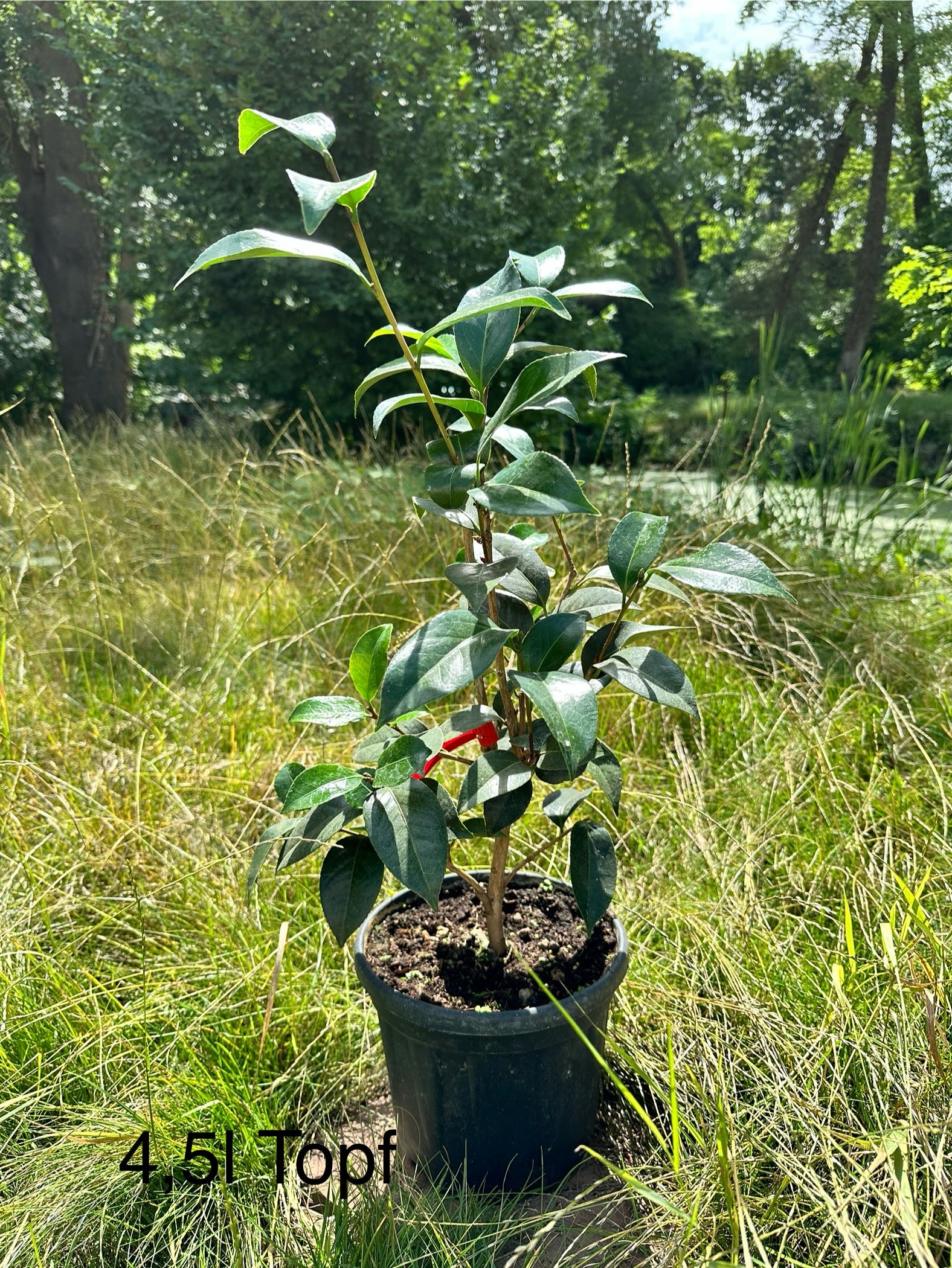 Camellia San Dimas