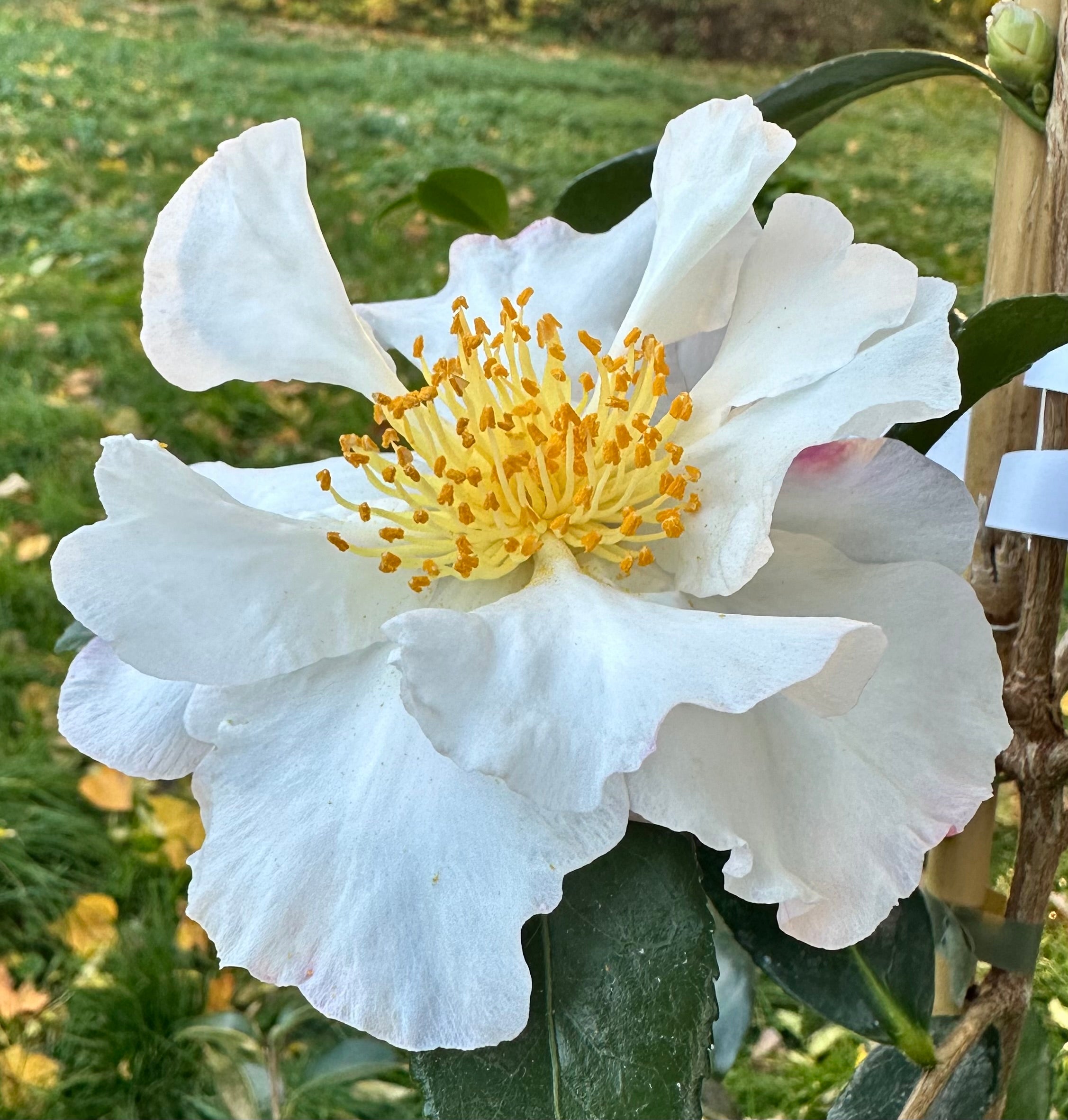 Camellia Hinode-gumo