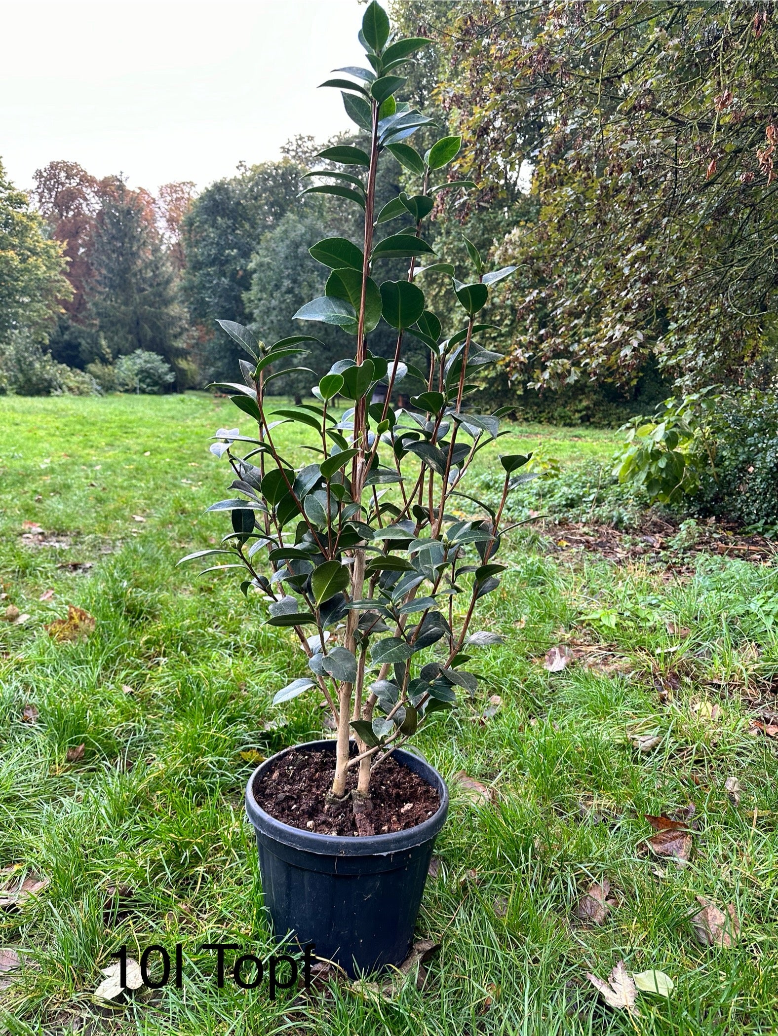 Camellia EC Waterhouse