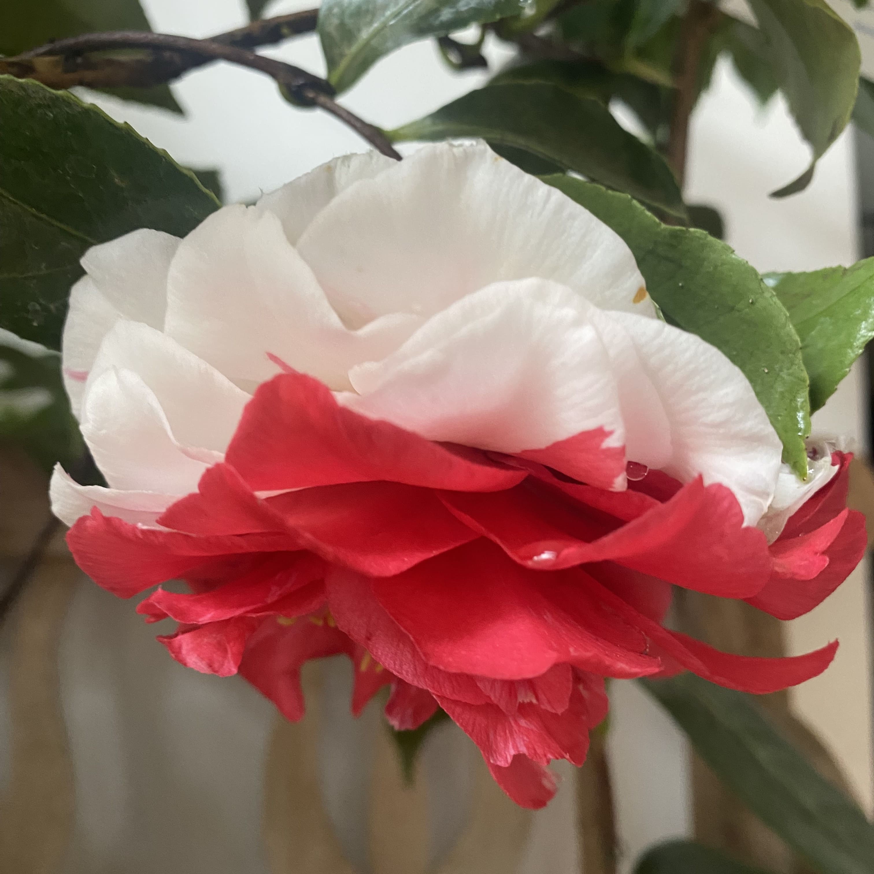 Camellia Angela Cocchi