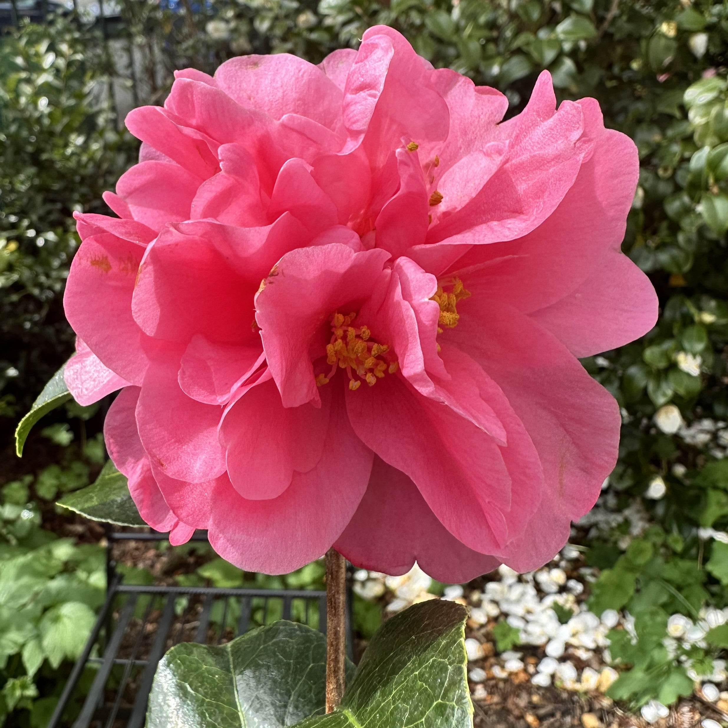 Camellia Anticipation