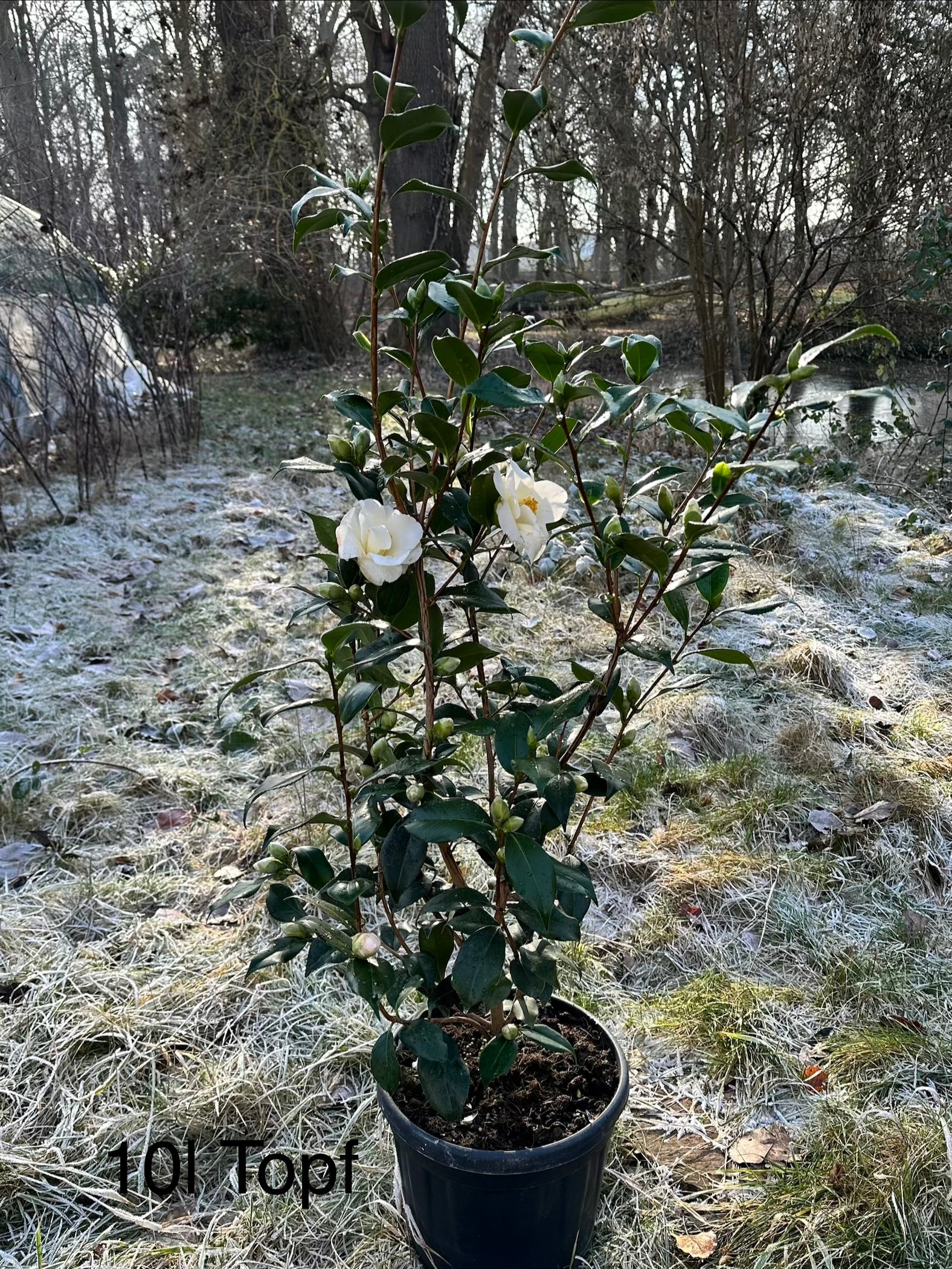 Camellia Silver Tower