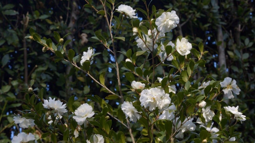 Camellia Mine-no-yuki