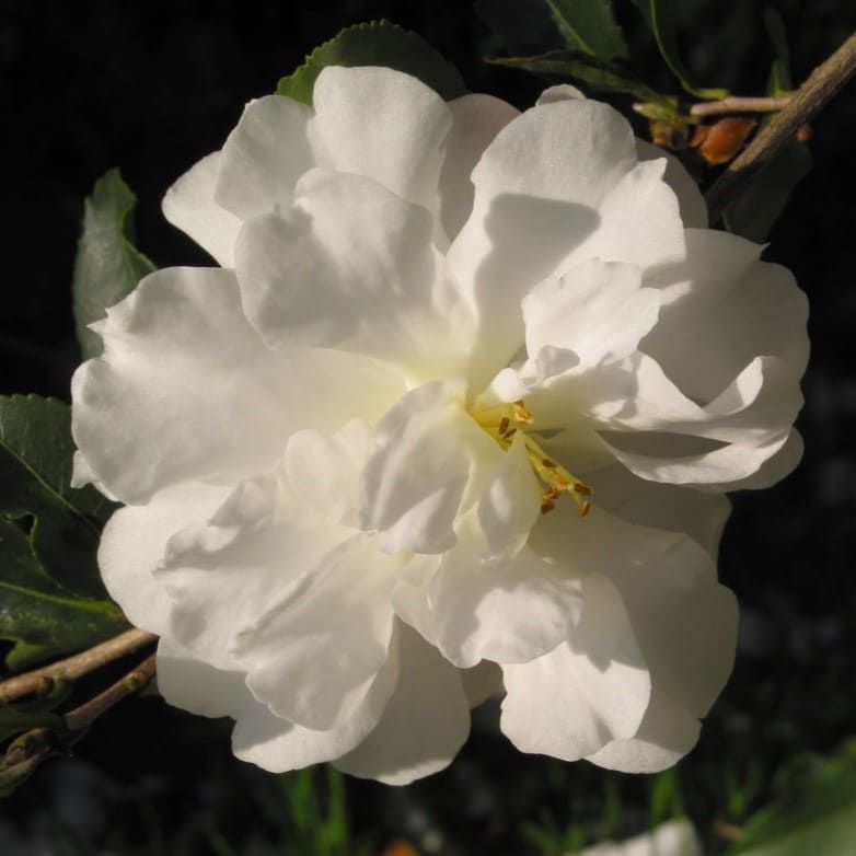 Camellia Mine-no-yuki