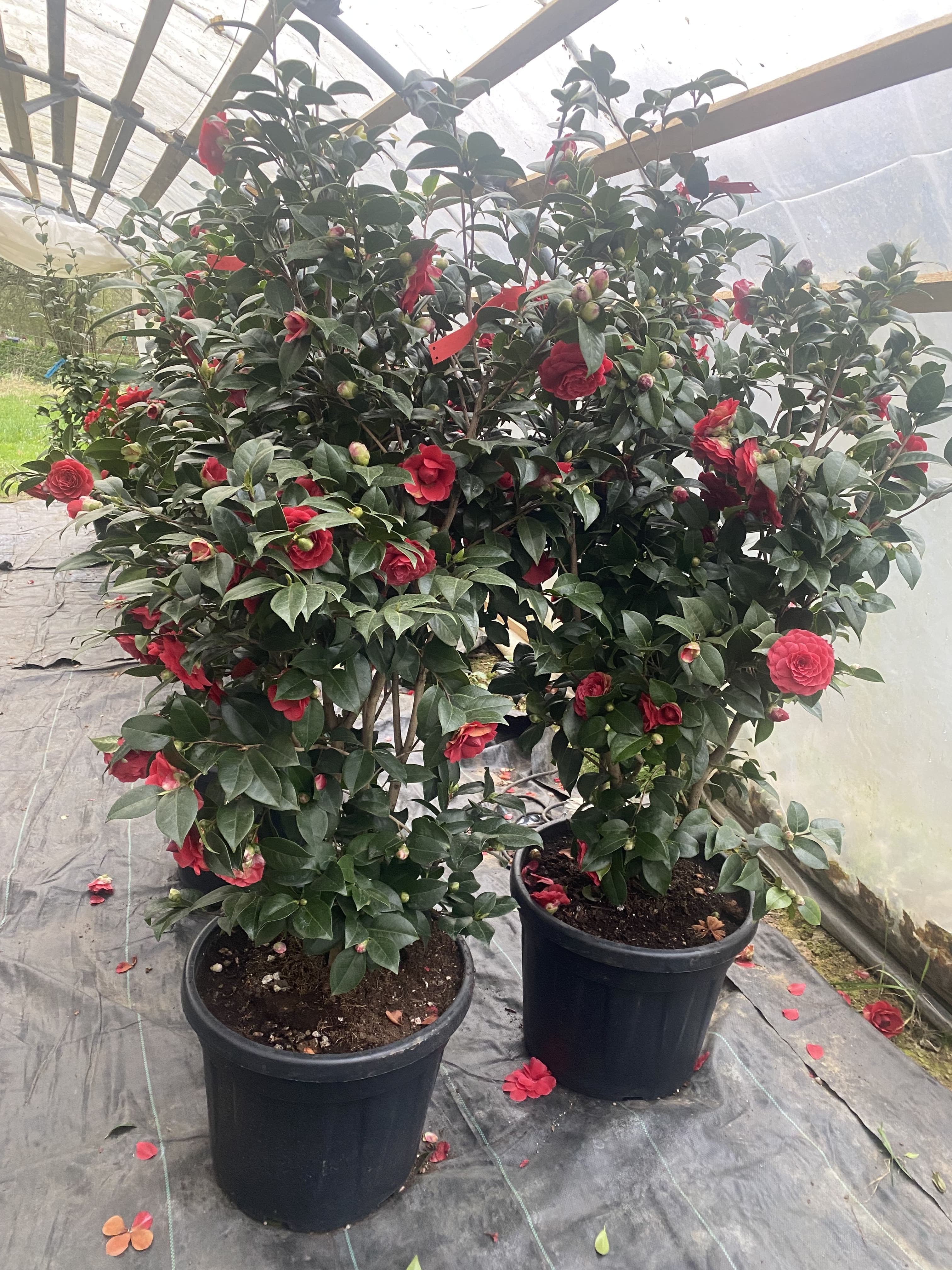 Camellia Black Lace