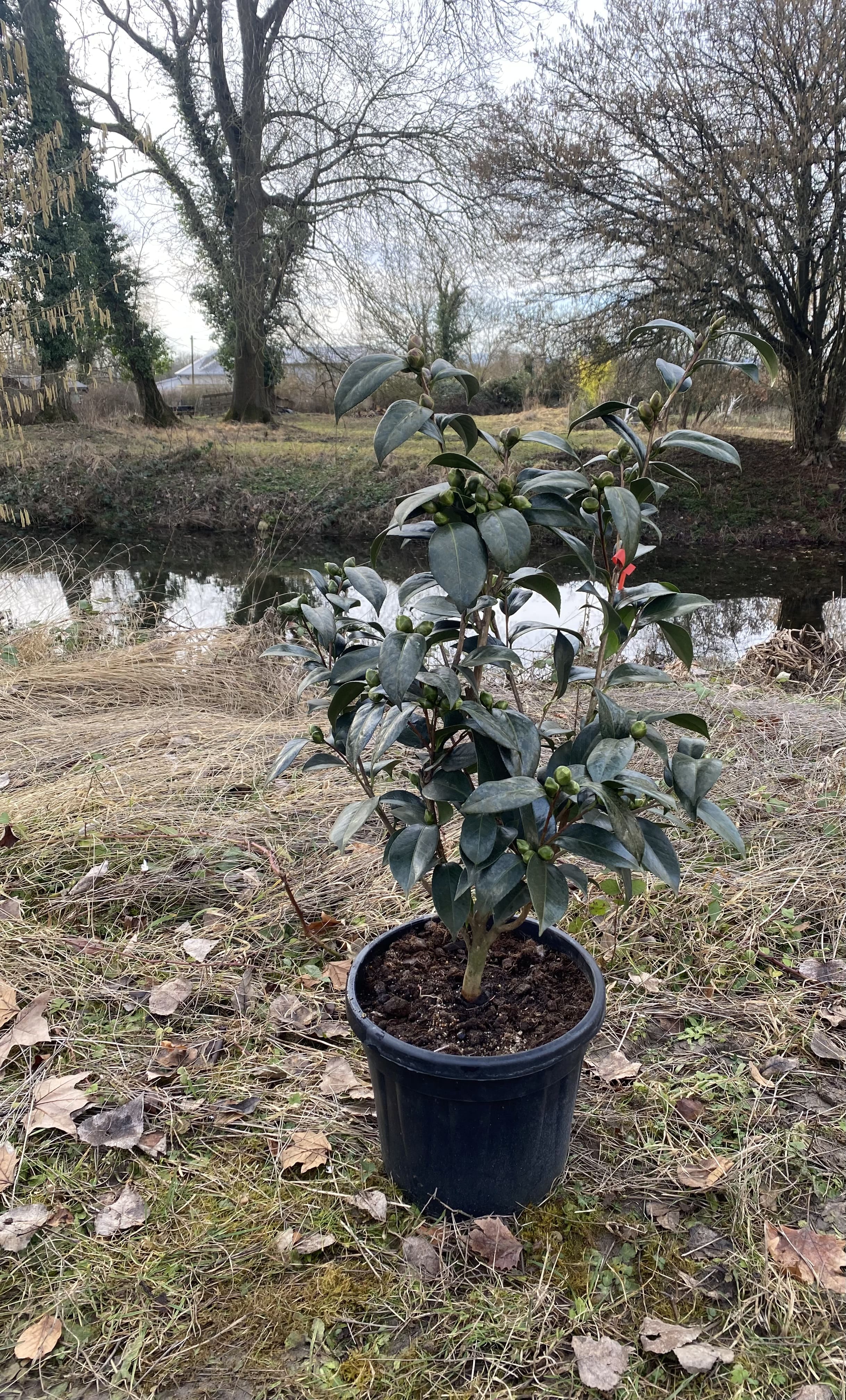 Camellia Bob Hope