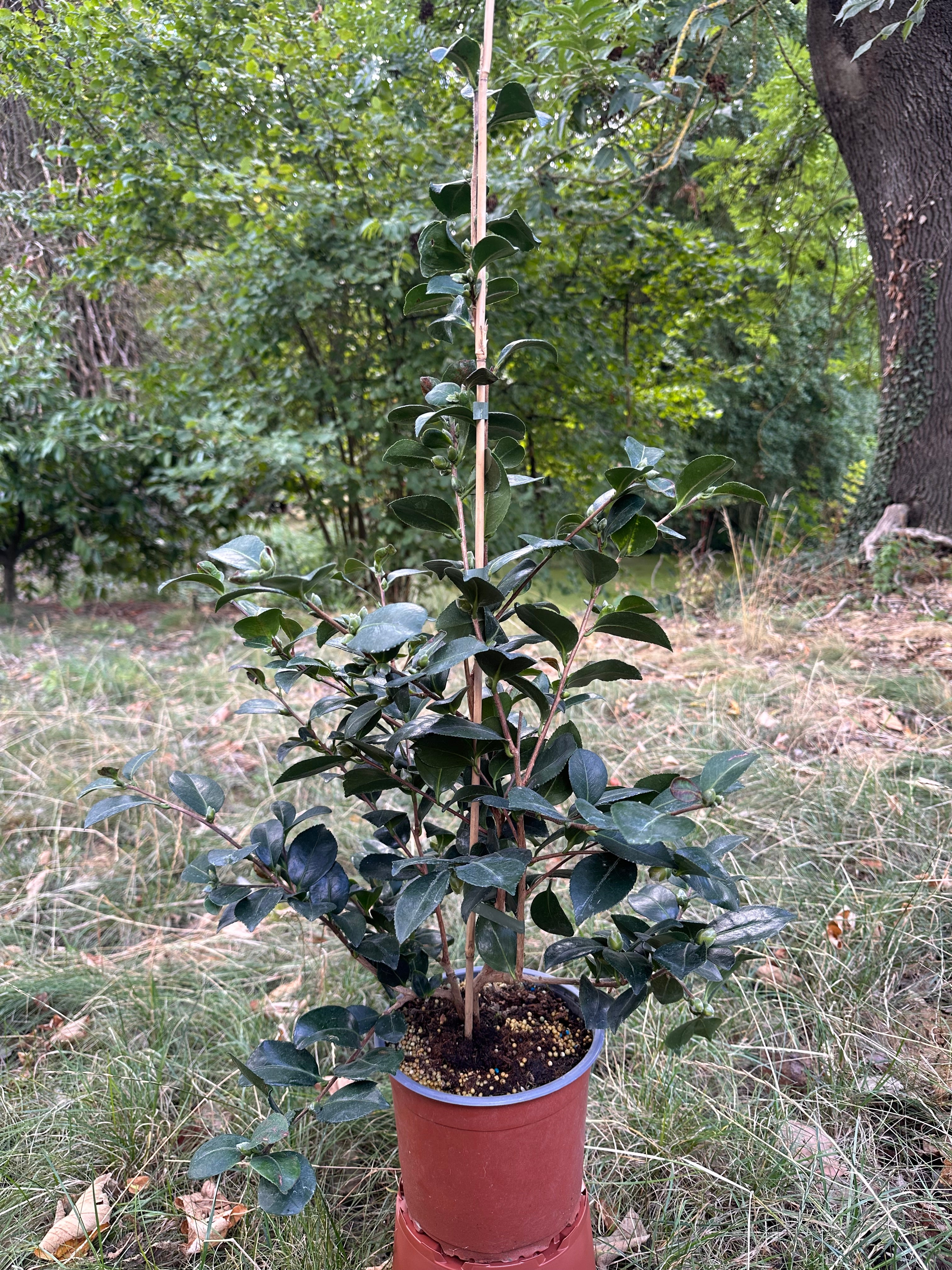 Camellia Bonanza
