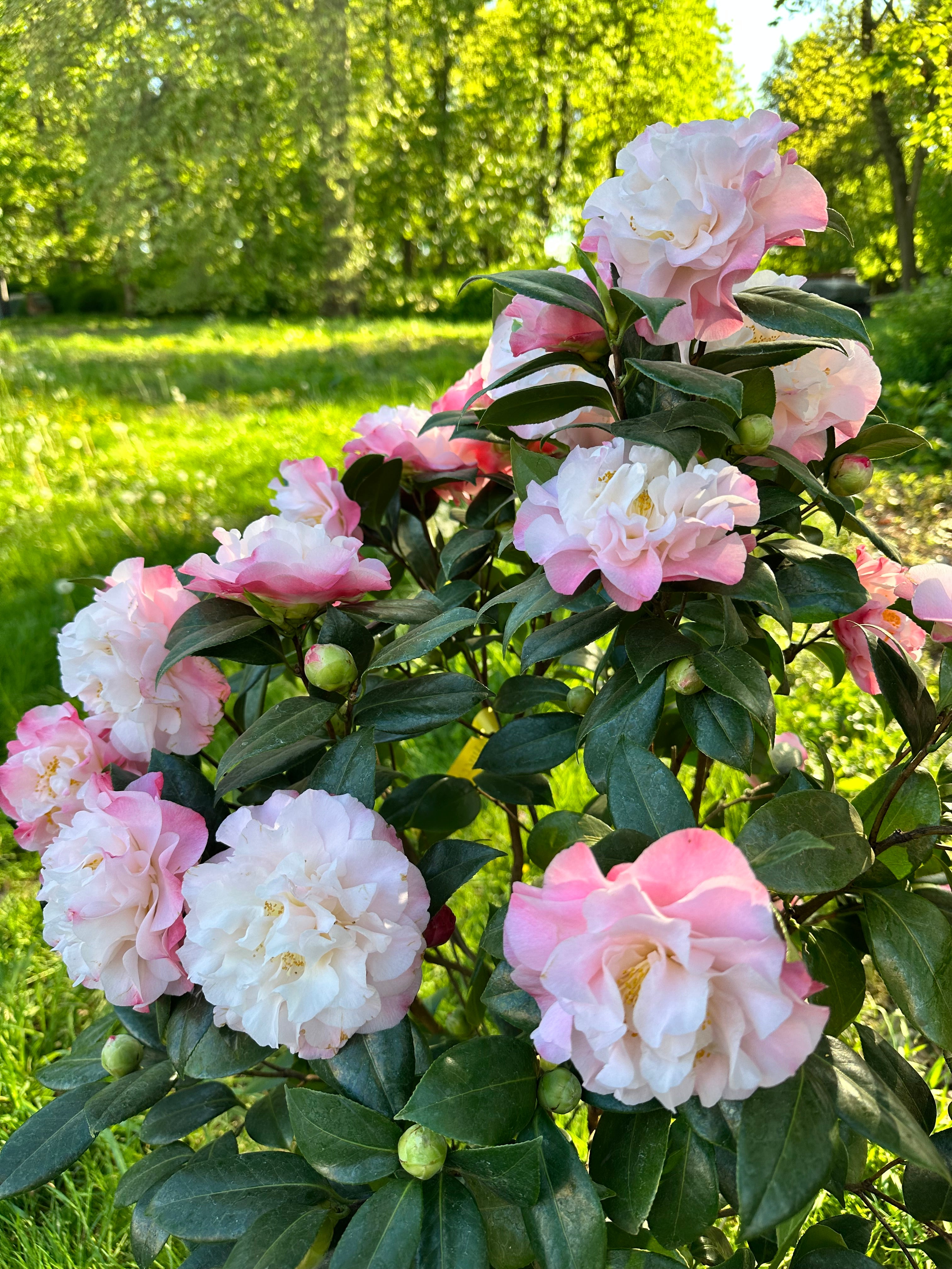 Camellia Nuccio's Jewel