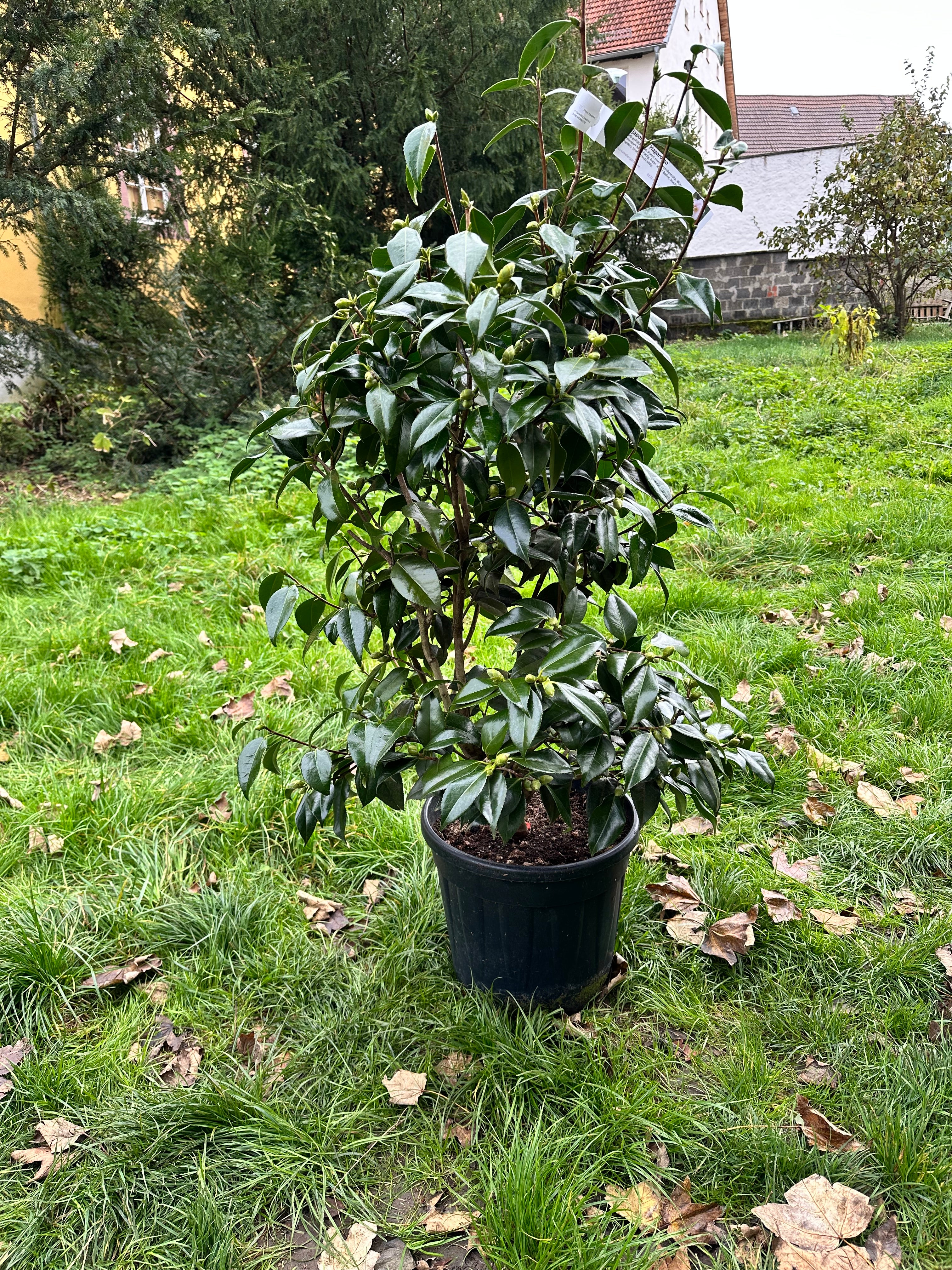Camellia Hagoromo