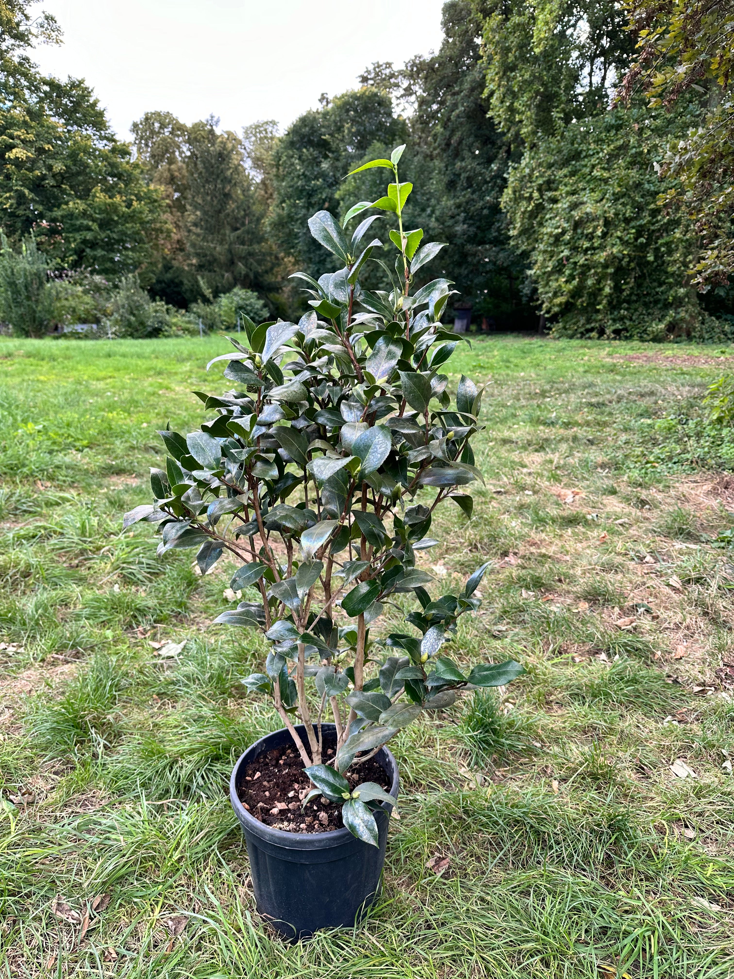 Camellia Brushfield's Yellow