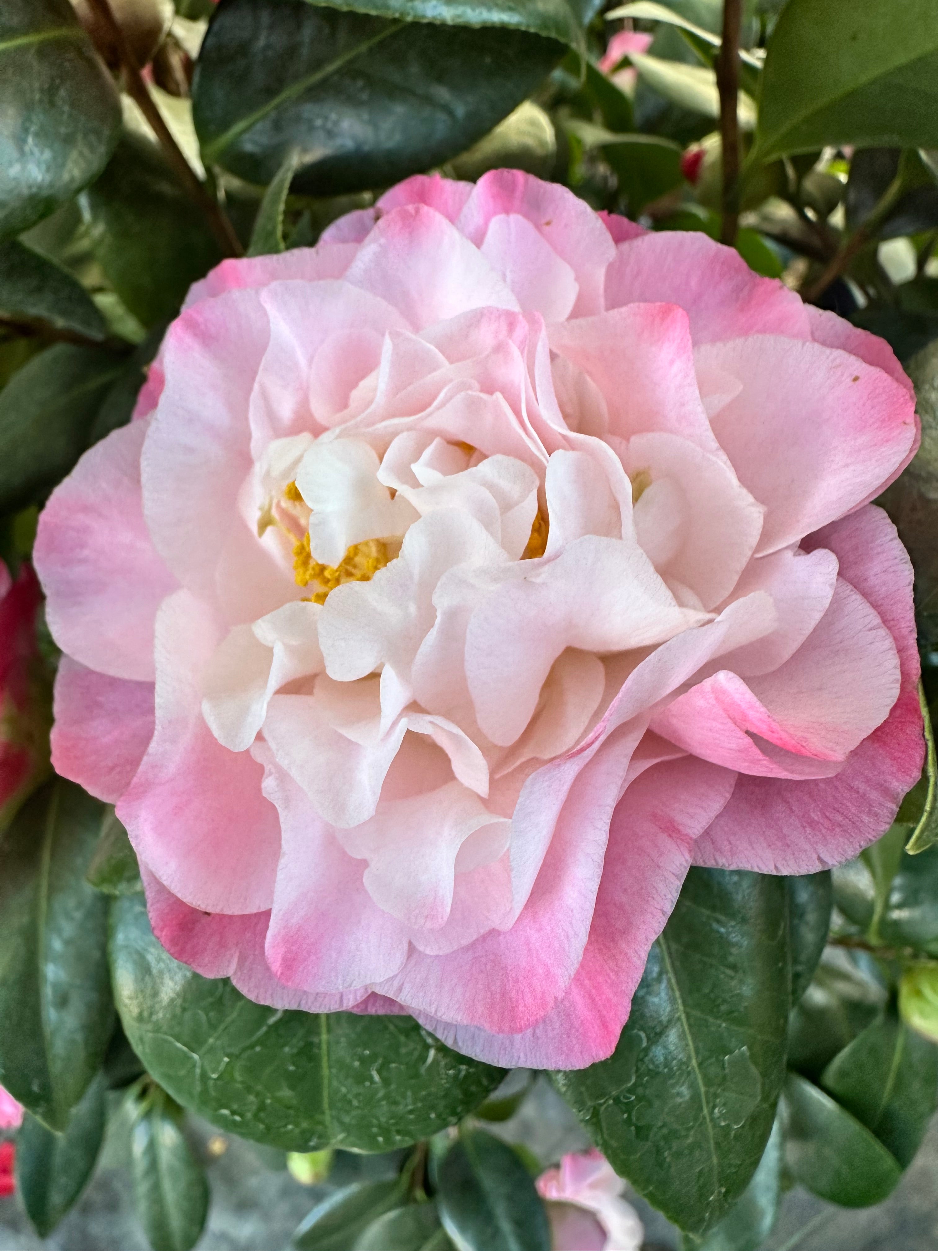 Camellia Nuccio's Jewel