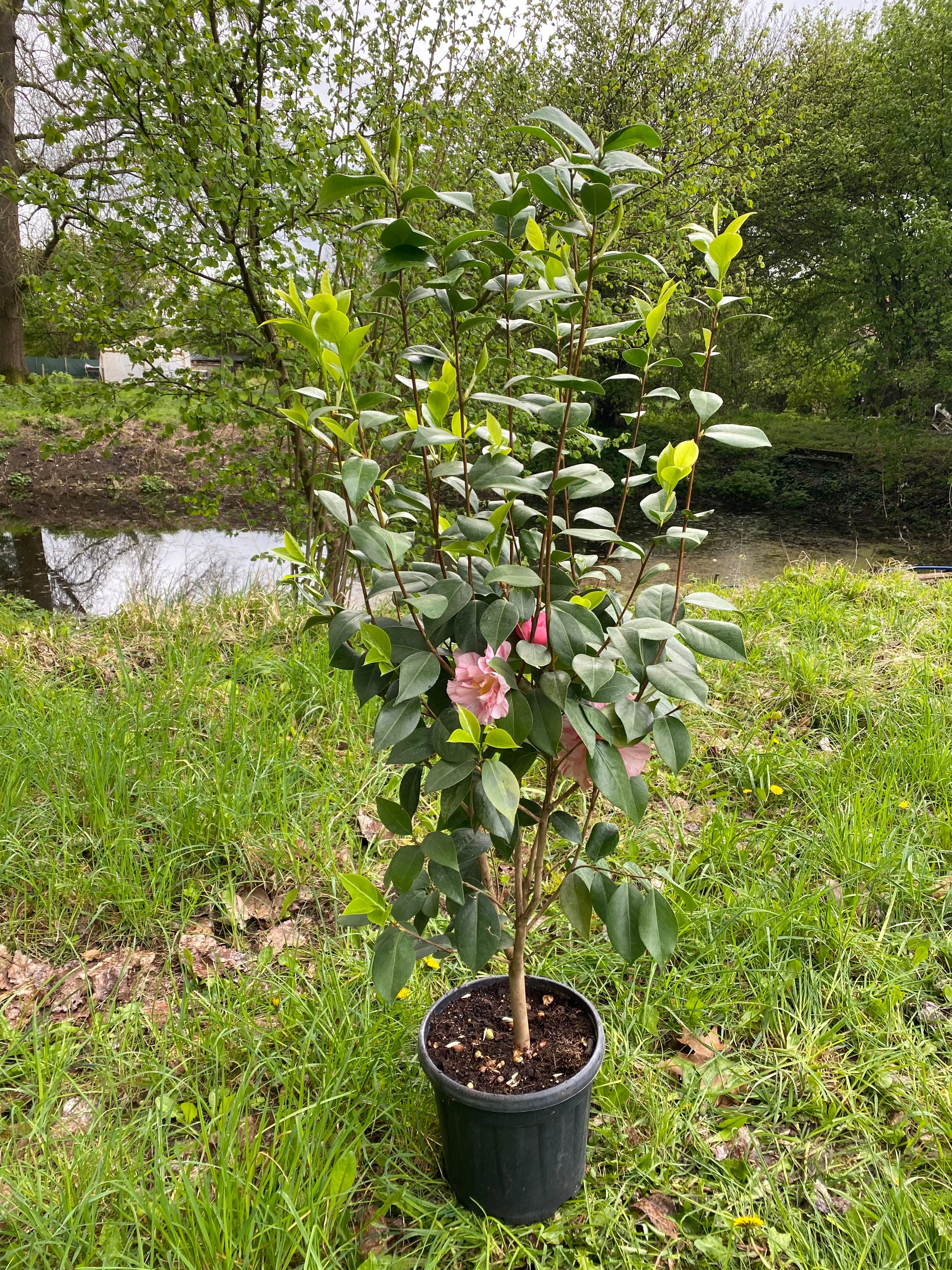 Camellia Kick Off