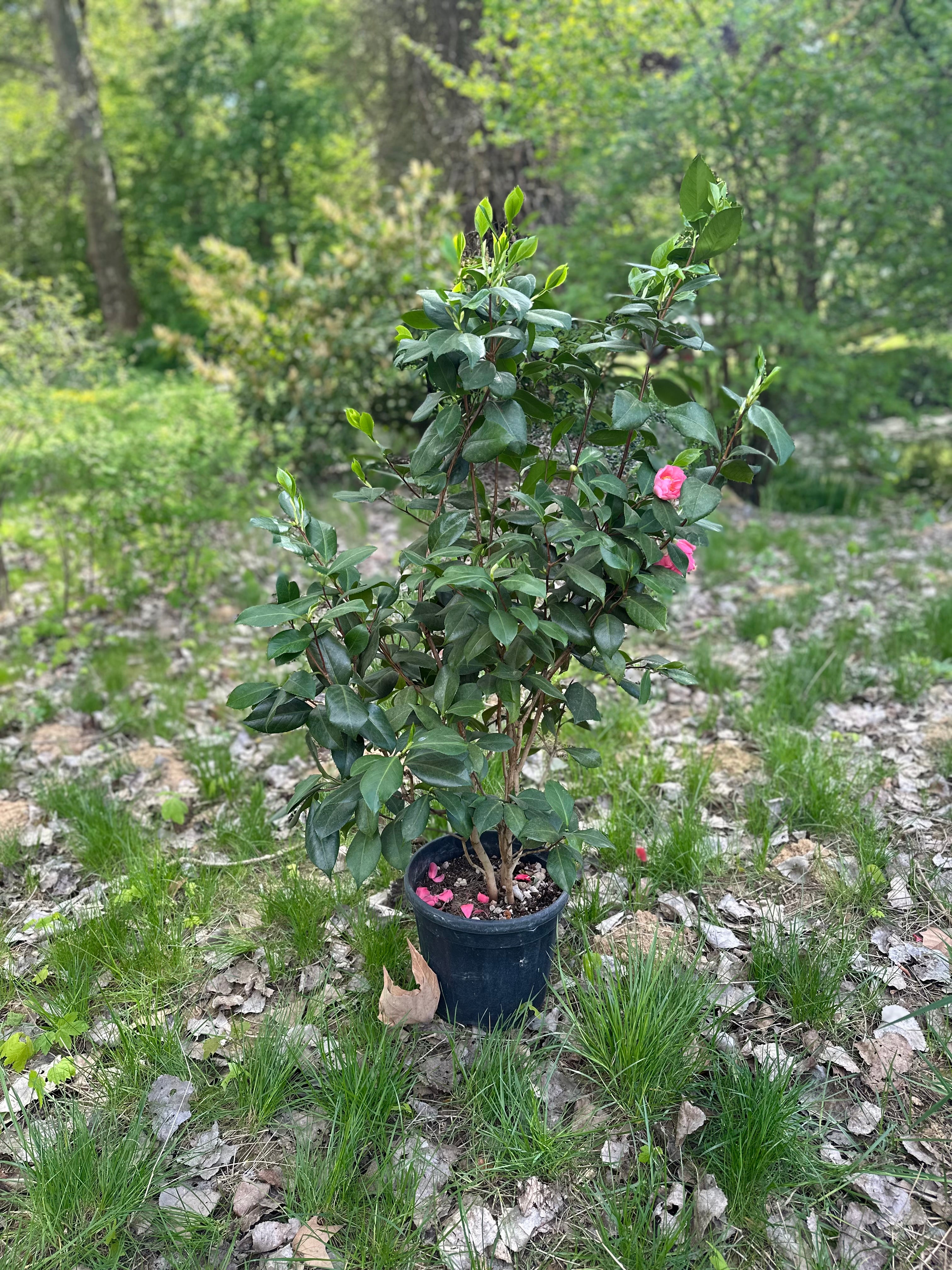 Camellia California
