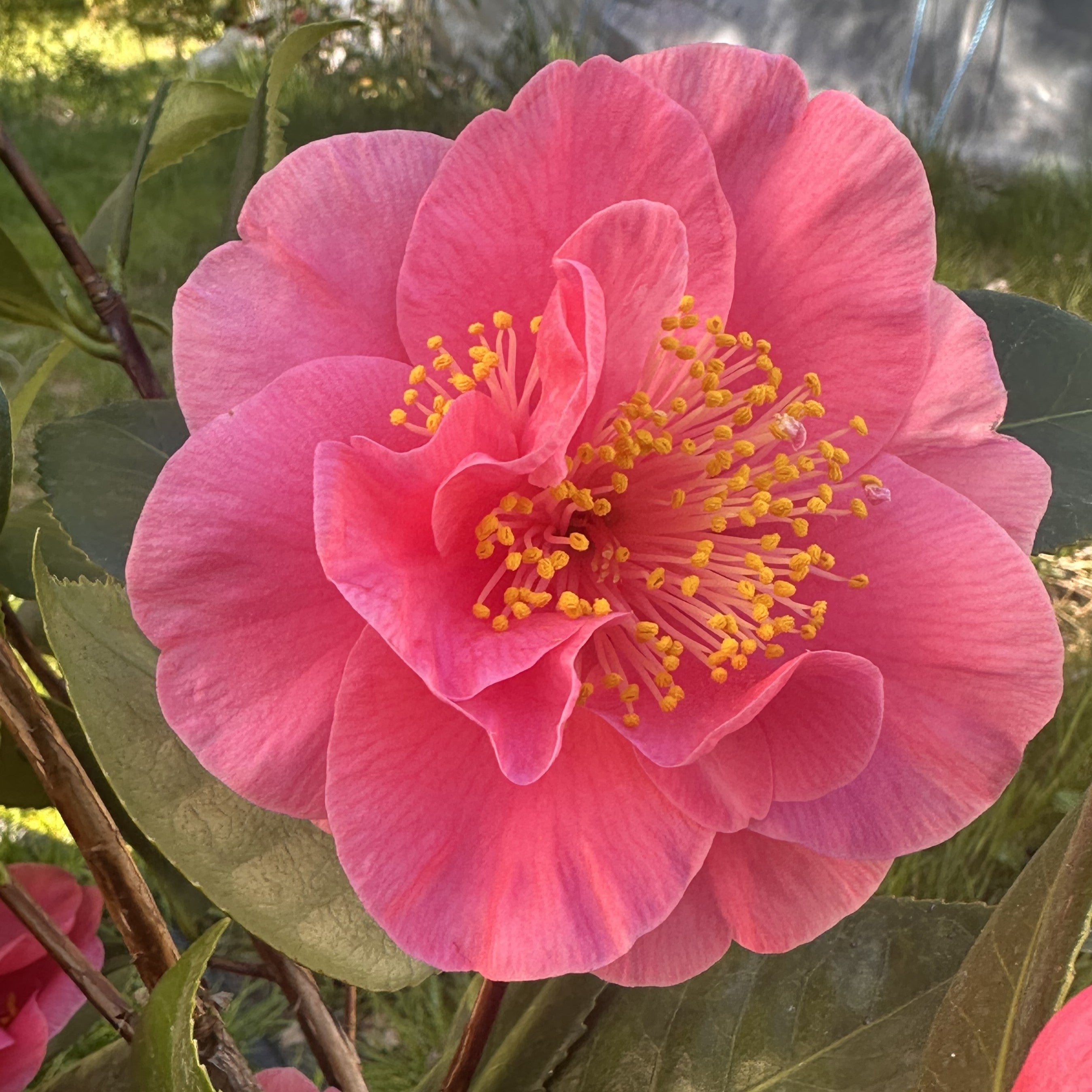 Camellia California