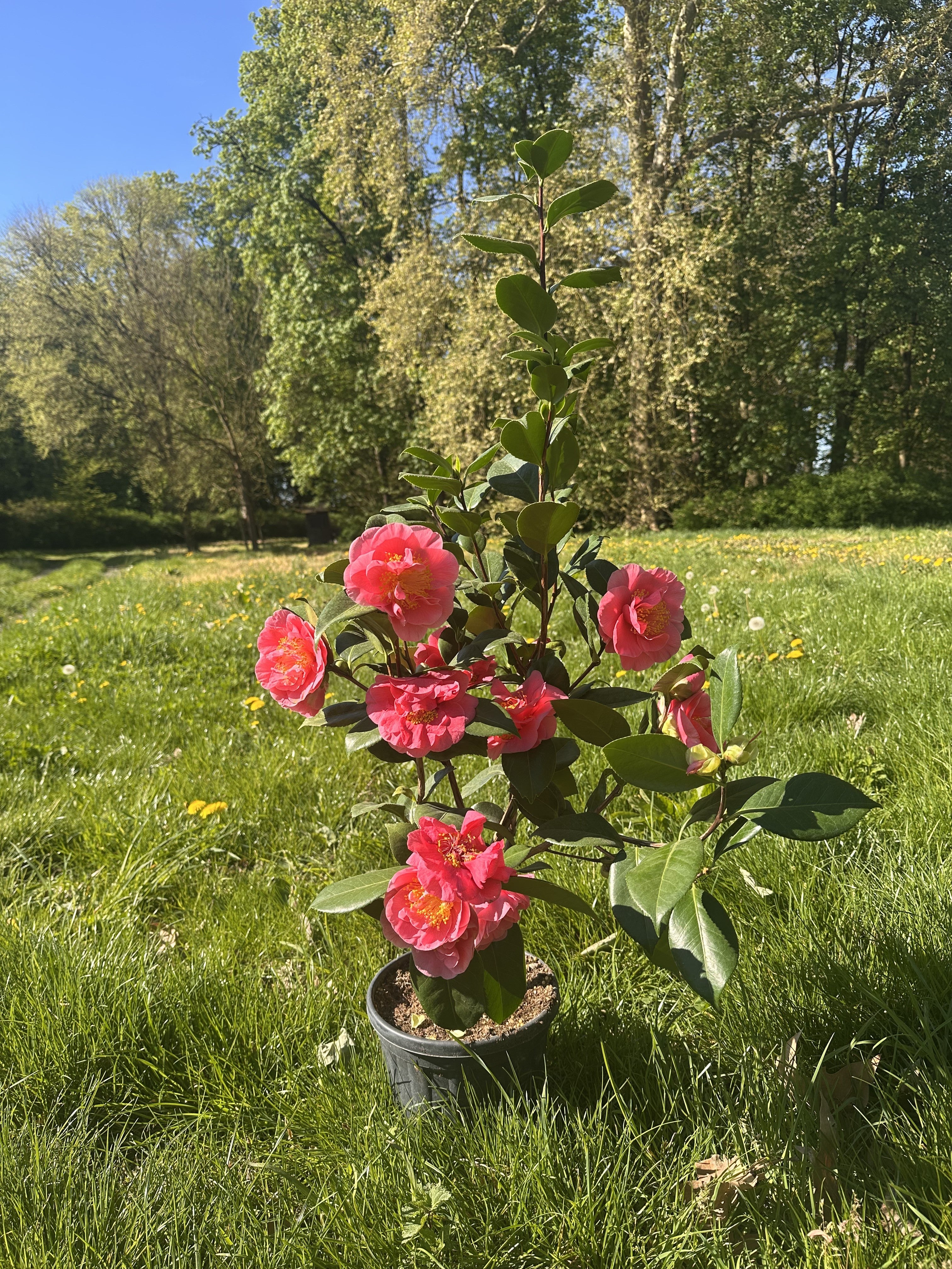 Camellia California