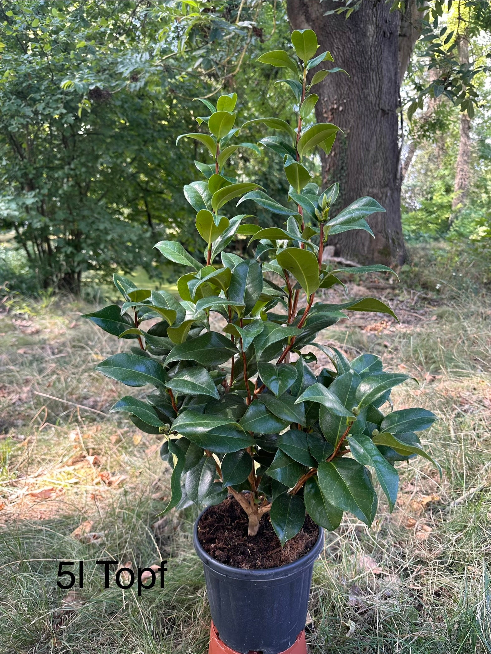 Camellia Nuccio's cameo