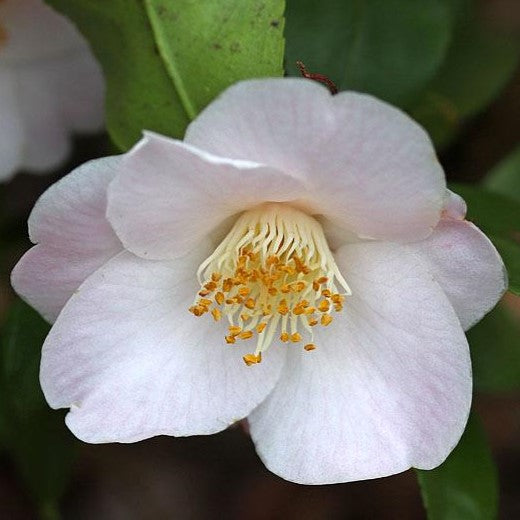 Camellia Cinnamon Scentsation
