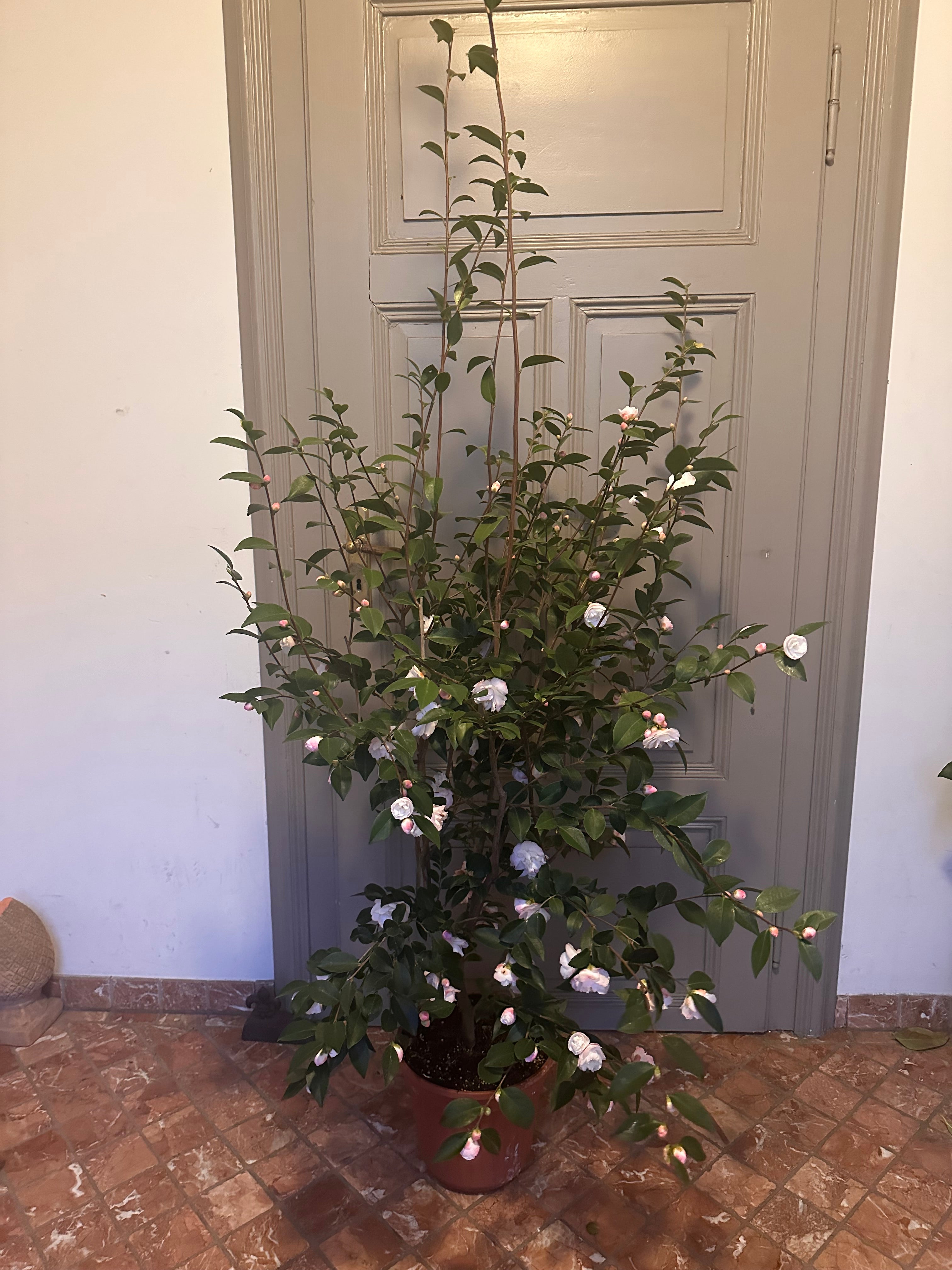 Camellia Cinnamon Cindy